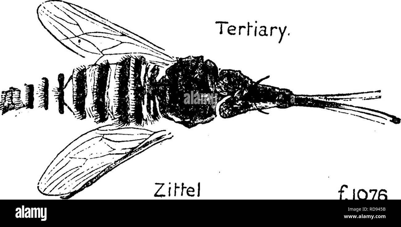 Tubercles Insect . A dictionary of the fossils of Pennsylvania and neighboring states ...