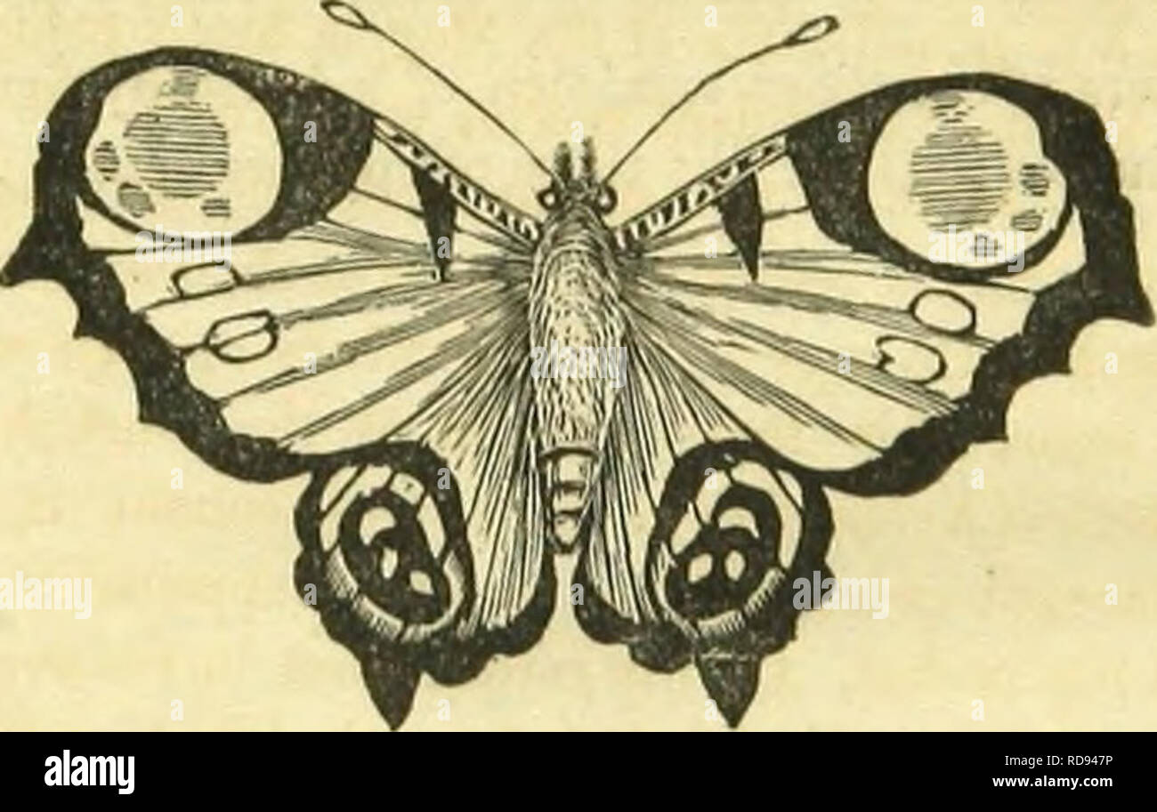 Facts about butterflies hi-res stock photography and images - Alamy