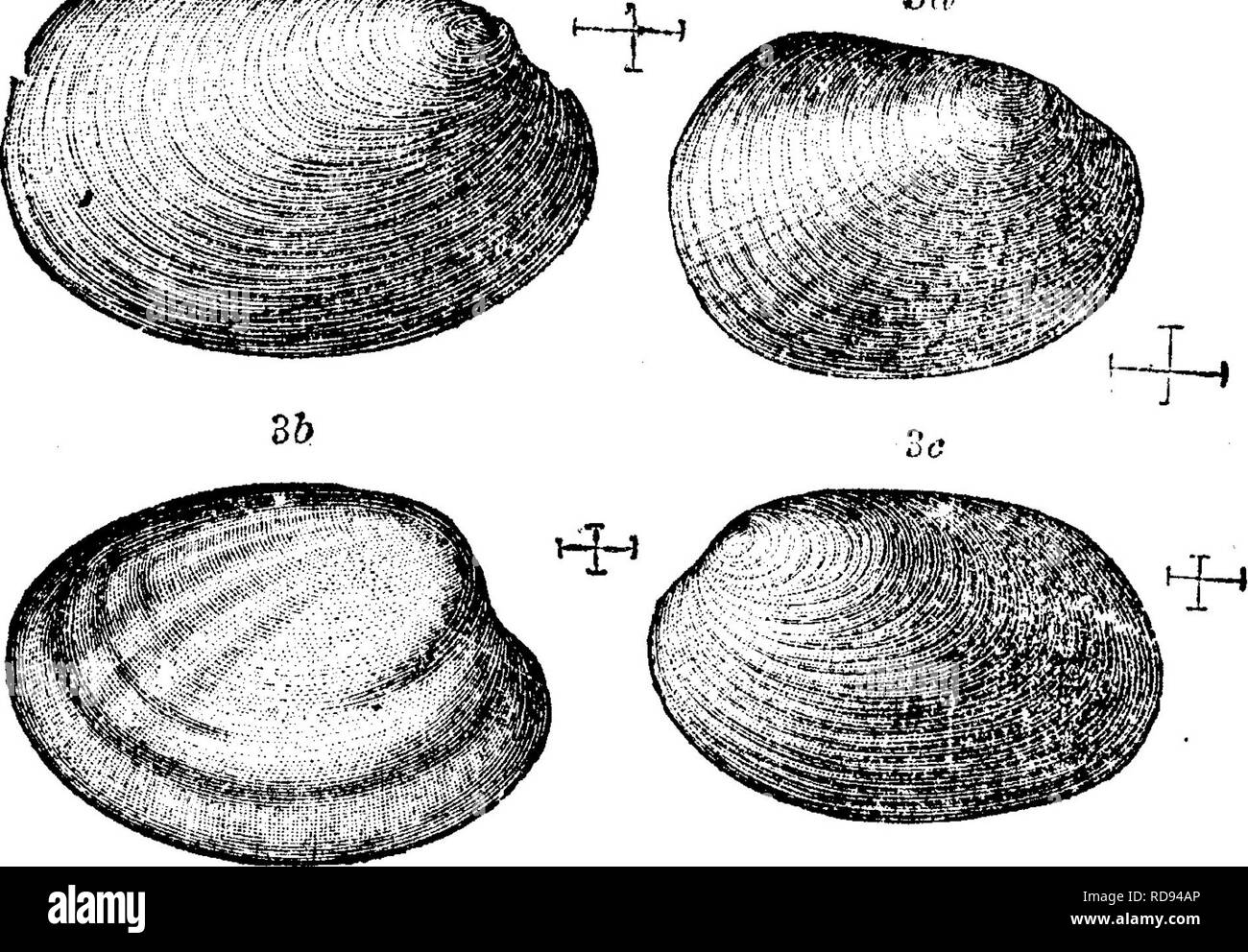 . A dictionary of the fossils of Pennsylvania and neighboring states ...