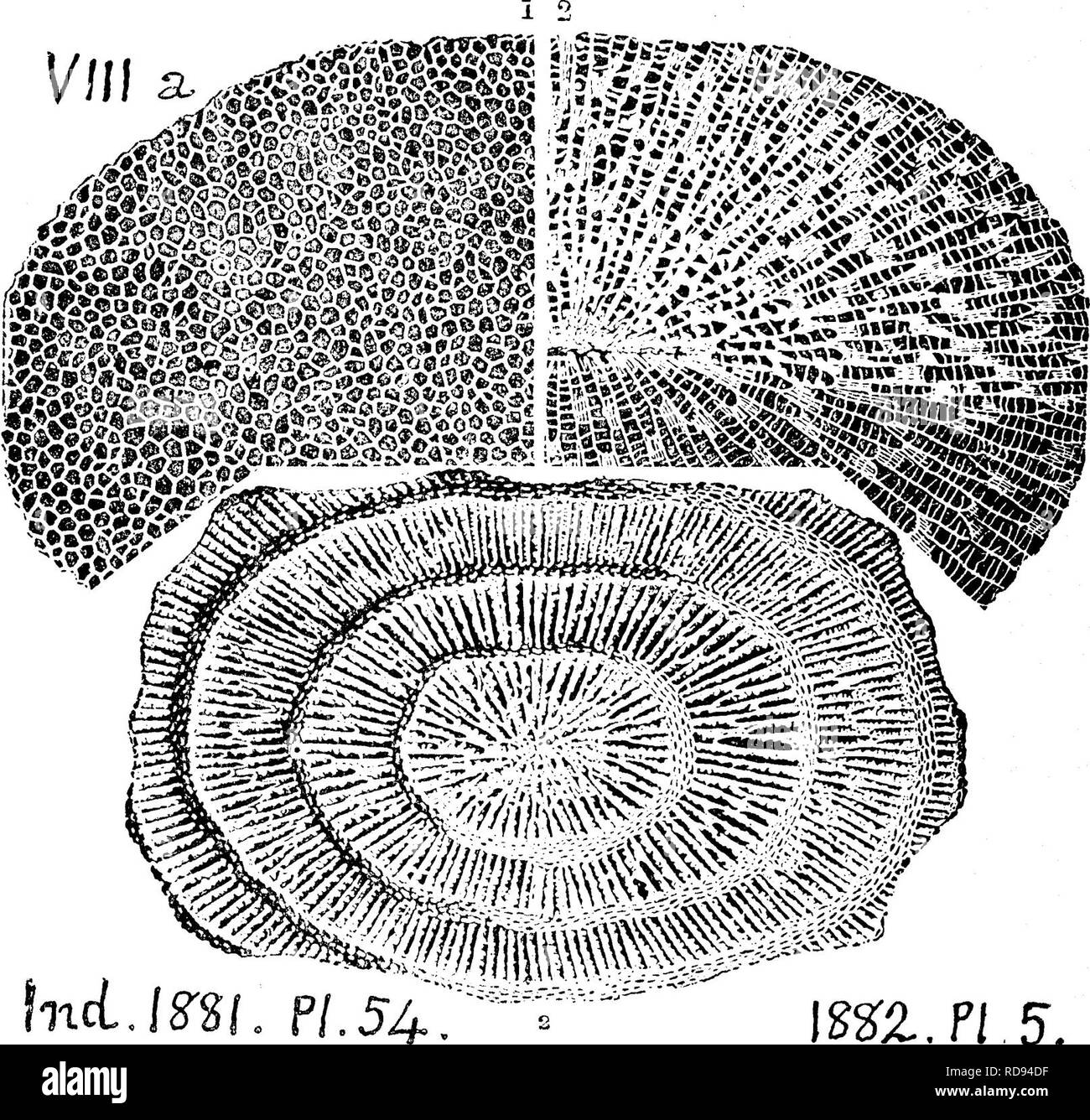. A dictionary of the fossils of Pennsylvania and neighboring states named in the reports and catalogues of the survey ... Paleontology. 241 Favo, out of its matrix, at McConnelltowii cliffs, Huntingdon Co. (T3, 201); and among Strornatopora in Juniata Sand Oo.'s quarry cliff on Mill cr. (p. 269.)—In Bedford Co., abundant in transition lime-sand beds of L. Held, into Oriskany, Hyndman sect. (T2, 86); chert beds 150' below top of Oriskany (p. 104), Pine ridge, King t. (p. 134); Mann's quarry, Monroe t. (p. 187). —VI-VII.—Specimens in the cabinet (00, p. 234) 601-2,3, 28, and 601-33 (eight speci Stock Photo