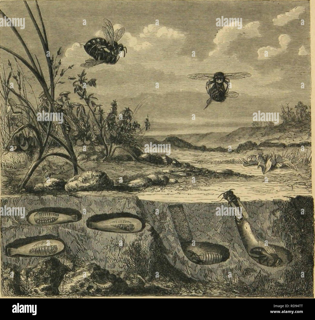 Meitamorphoses Maurs Et Instincts Des Insectes Insectes Myriapodes Arachnides Crustaceis Insects Insects Myriapoda Arachnida Crustacea Les Meitamorphoses Maurs Et Instincts Des Insectes Insectes Myriapodes Arachnides Crustaceis Insects Insects Myriapoda Arachnida Crustacea Les