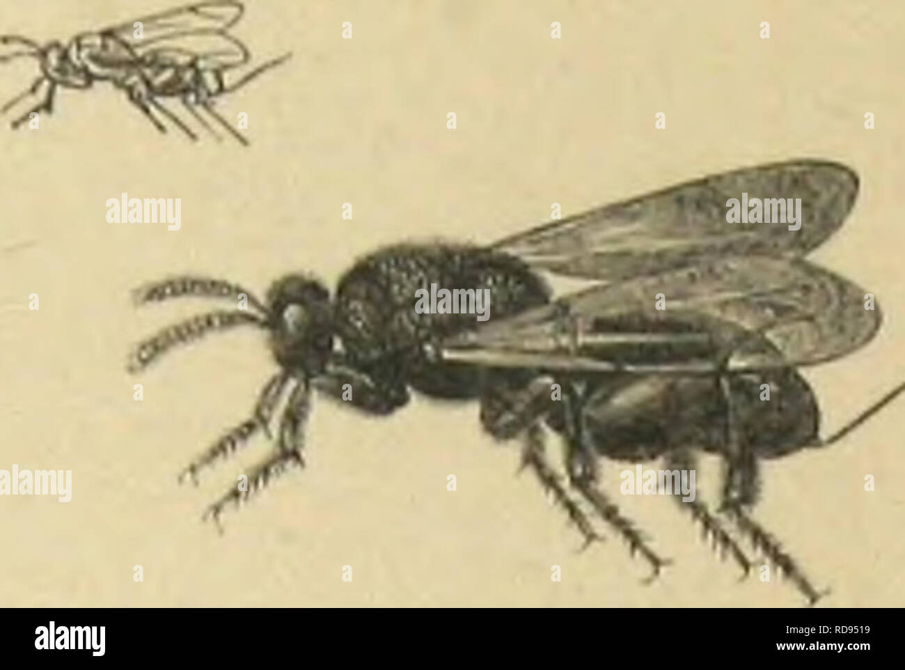 Petite vigne hi-res stock photography and images - Alamy