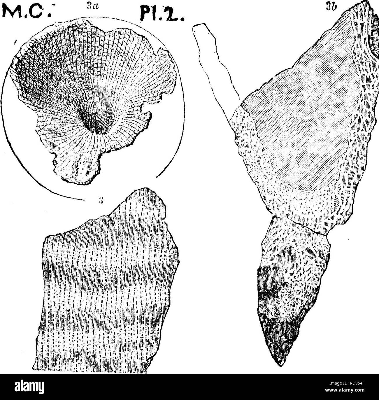 . A dictionary of the fossils of Pennsylvania and neighboring states named in the reports and catalogues of the survey ... Paleontology. 227 Ethm. Ethmophyllum profundum.. {ArchmoGyathus profun- dus^ Billings, ^ll 1865, Foss. Pal. '^m I, 4). ^alcott Ka Bulletin, U. S. â Spf G. S. No. 30, p. t^M 34  piate 2, fig. 3a, cup of a small specimen; fig. 3, cast of in- side surface of wall; fig.35,sec- tion of cup, filled with cellular tis- sue.âPlate l,fig. Id^ enlarged drawing of the pointed stem of the cup, to show its anatomy; fig. 1(^, an outline cross section, showing the seg- ment, of which fig. Stock Photo