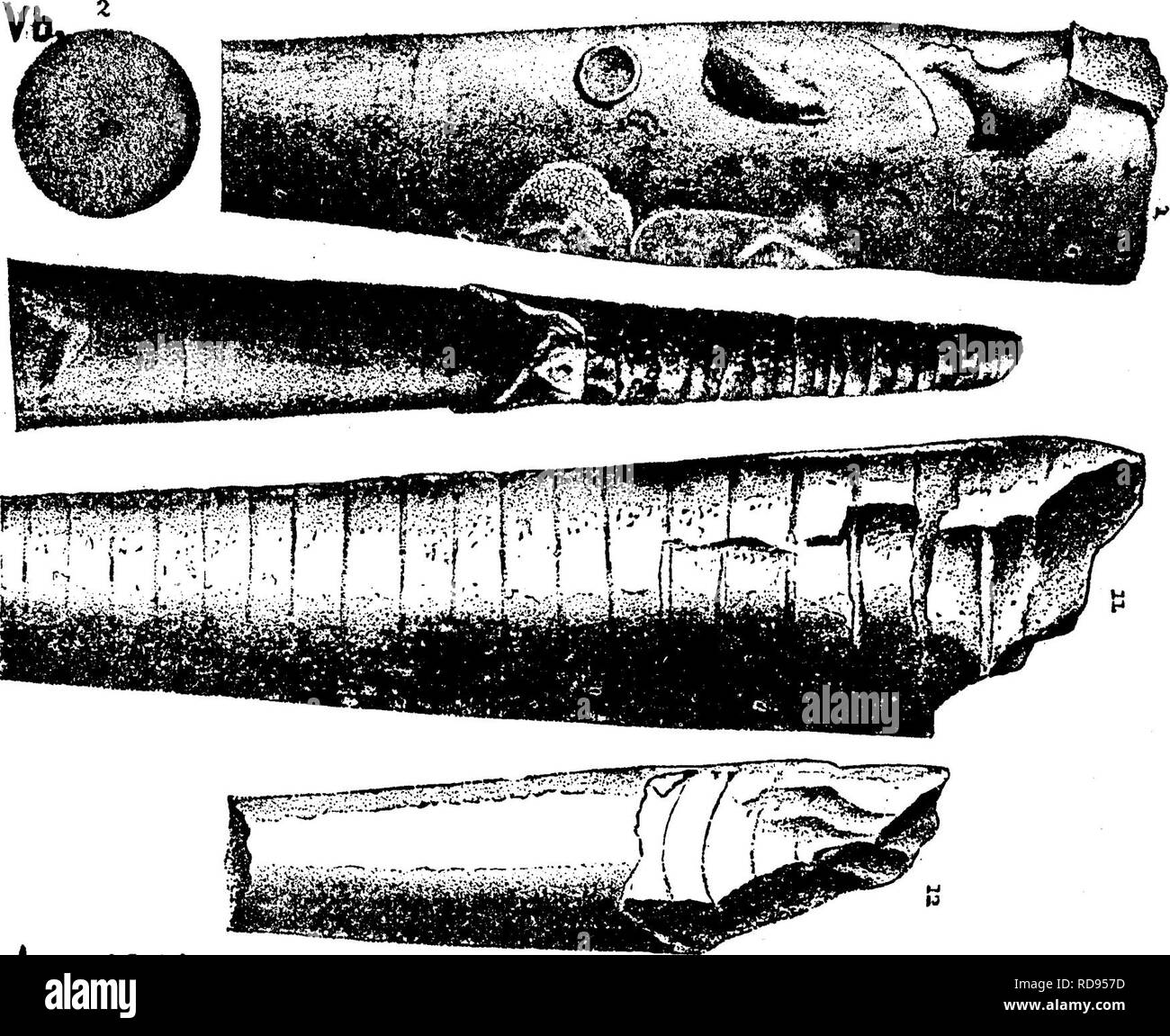 . A dictionary of the fossils of Pennsylvania and neighboring states named in the reports and catalogues of the survey ... Paleontology. 557 Orthoc. taper, a fragment an inch long showing scarcely a perceptible narrowing; 12^ chambers in an inch of length. Large speci- mens (2'^ indiam.) show the peculiar characteristic puncta- tion. Arisaig, N. Scotia.— V? Orthoceras rushense. (McChesney, New Pal. Foss. Coal Measures, 1860.) Collett's Indiana Report 1883, page 164, plate 36, flg. |^;ci. t)Sh^^^^^^^^^^^^^^Si^^ ^^ natural si^e, side view of fragment. Attached to it are four valves of Crania m Stock Photo