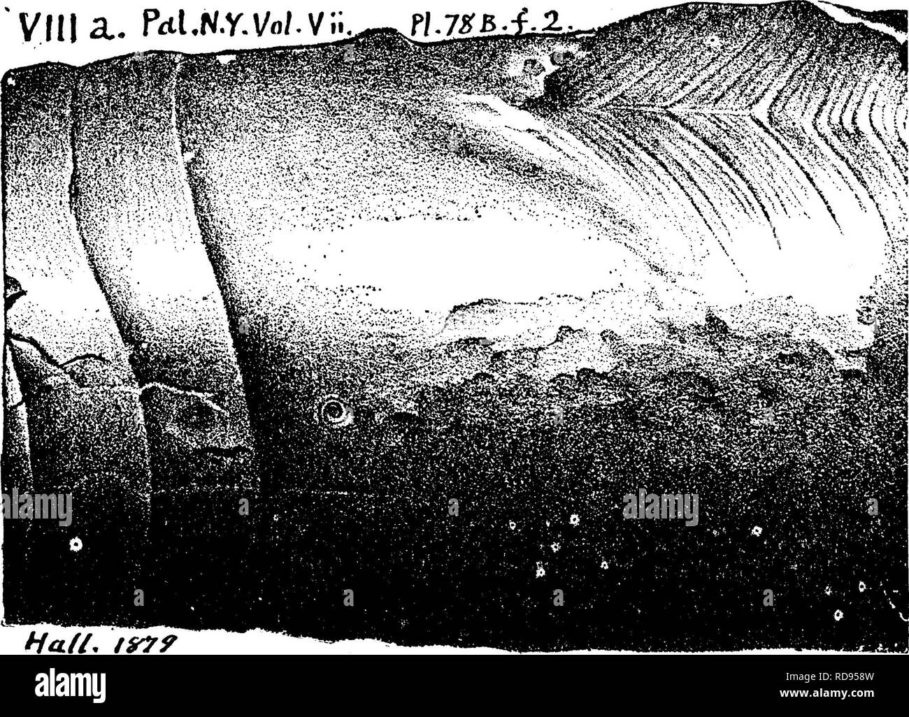 . A dictionary of the fossils of Pennsylvania and neighboring states named in the reports and catalogues of the survey ... Paleontology. 233, plate 78 B^ fig. 2, a portion of Hall's complete figure, show- ing only the inhabited chamber, and the three narrow chambers behind it, eight others to the smaller end being cut off; also the open end of the large chamber cut ofi*. The scratches (striae) on one part of the surface are bent to a middle line, not because this is their natural mode of appearance, but the animal thus repaired some violent fracture of its shell, which was thereby thickened an Stock Photo