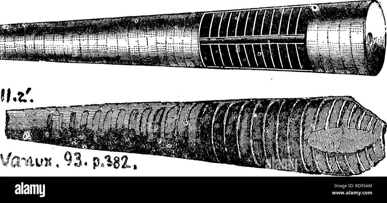 . A dictionary of the fossils of Pennsylvania and neighboring states named in the reports and catalogues of the survey ... Paleontology. 553 Orthoc. Orthoceras multicameratum. Rogers, 1858, page 817 ^g. 596. Emmons, 1842, page 382, fig. 93. jBirds- ^j „ x^:.,...-r. ,r - -:r ^^^ Umestone, Collected ^^^^^^^^^^^ by O.E.Hall in Canoe Val- ley^ Blair Oo , Pa., from. Black river limestone. II c. Orthoceras multicinctum, Hall. 15th Annual Report, JIZ .^ 1862, page 76, plate I; 7, figs. 2, 3. Surface ringed with narrow ridges (13 to an inch in one specimen) ; 15 I^Q// ^'^^j-'^ww^iapi^^ nearer the poin Stock Photo