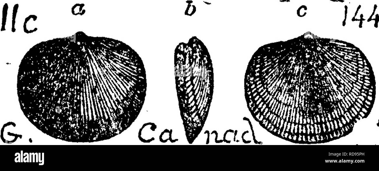 . A dictionary of the fossils of Pennsylvania and neighboring states named in the reports and catalogues of the survey ... Paleontology. 537 Orthis Also in Fellows' collections at Bellefonte, Spec. 210-3 B, -4 (several),-? (ventral, and cast of dorsal),-8 (good interior, ventral), -9 (good to draw), -11 (poor), -18 (very poor), -26 (possibly Zygospira modesta ?) -27 (very good ventral interior), -28 (fair), -29 (good interior), -48 (poor), -m {a slab covered with shells), -82 a (poor), -98 (poor), -111 (several very good), -116 c,-lll a (fragments), -136 (fair, eleven indiv.), -147, -149 5,-15 Stock Photo