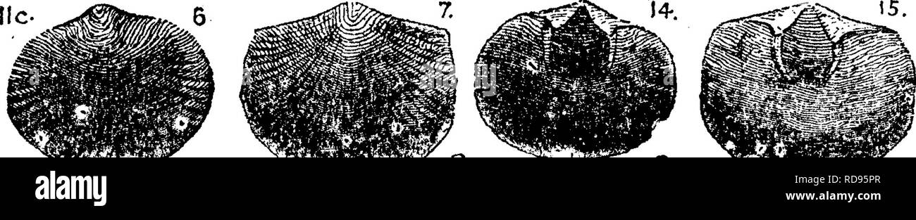 . A dictionary of the fossils of Pennsylvania and neighboring states named in the reports and catalogues of the survey ... Paleontology. mens, page 404, fig. Â£w^/i3. 113, 4. Rogers, page 818, fig. 601. Il c. Trenton formation; ^^ also in Pennsylvania III h. Loraine (Hud. I Riv.) form at ion. (Dal- raan Vet. Acad. Hand. 1827.)âOwen, Geol. Wis, etc., 1852, pi. 2 B, figs. 6, 7, jij^^ ^,. ^^^^^ ^.-.^^^. ^.-^ jj,^^,  -^-- ^J. -&lt;..â¢^râ v^sEÂ«,â ae^ 14, 15^ from Ohio. â Found in Pennsylvania in Mifflin Co., Kishicoq. val- ley, 7 m. above Reedsville, opposite D. Campbell's, Spec. 202-1 (poor fra Stock Photo