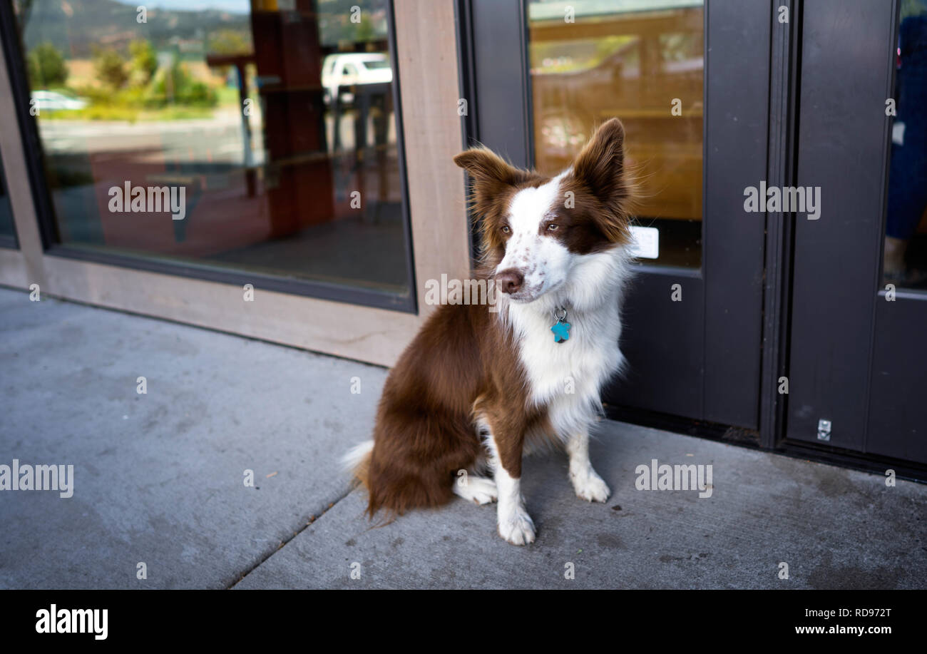 A long-haired with brown and white spots border-collie dog with protruding ears lonely sits at the door of a cafe in anticipation of its owner Stock Photo - Alamy A long-haired with brown and white spots border-collie dog with protruding ears lonely sits at the door of a cafe in anticipation of its owner Stock Photo - Alamy