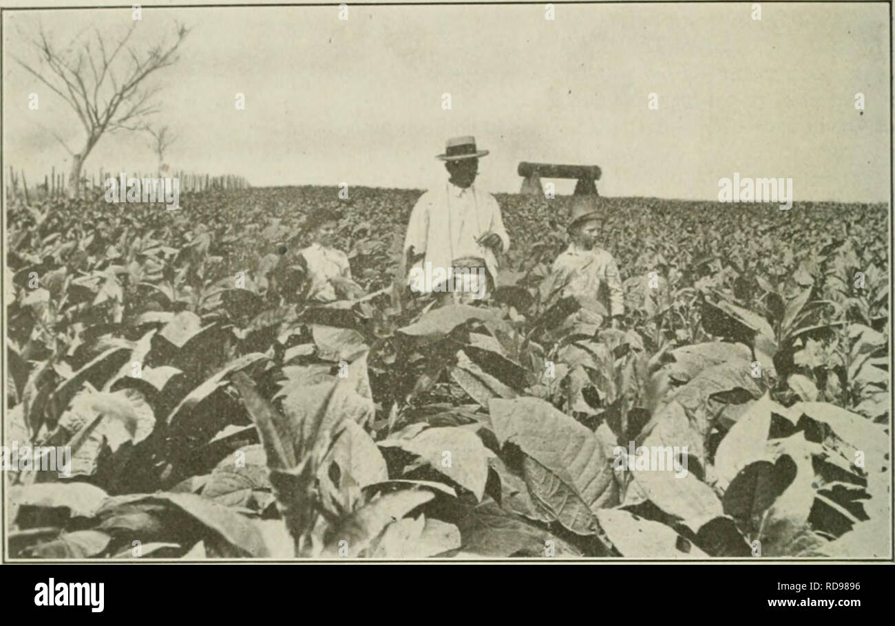 flue cured tobacco roxboro nc U.S. Flue-Cured Tobacco Growers, Inc. - Timberlake, NC flue cured tobacco roxboro nc U.S. Flue-Cured Tobacco Growers, Inc. - Timberlake, NC