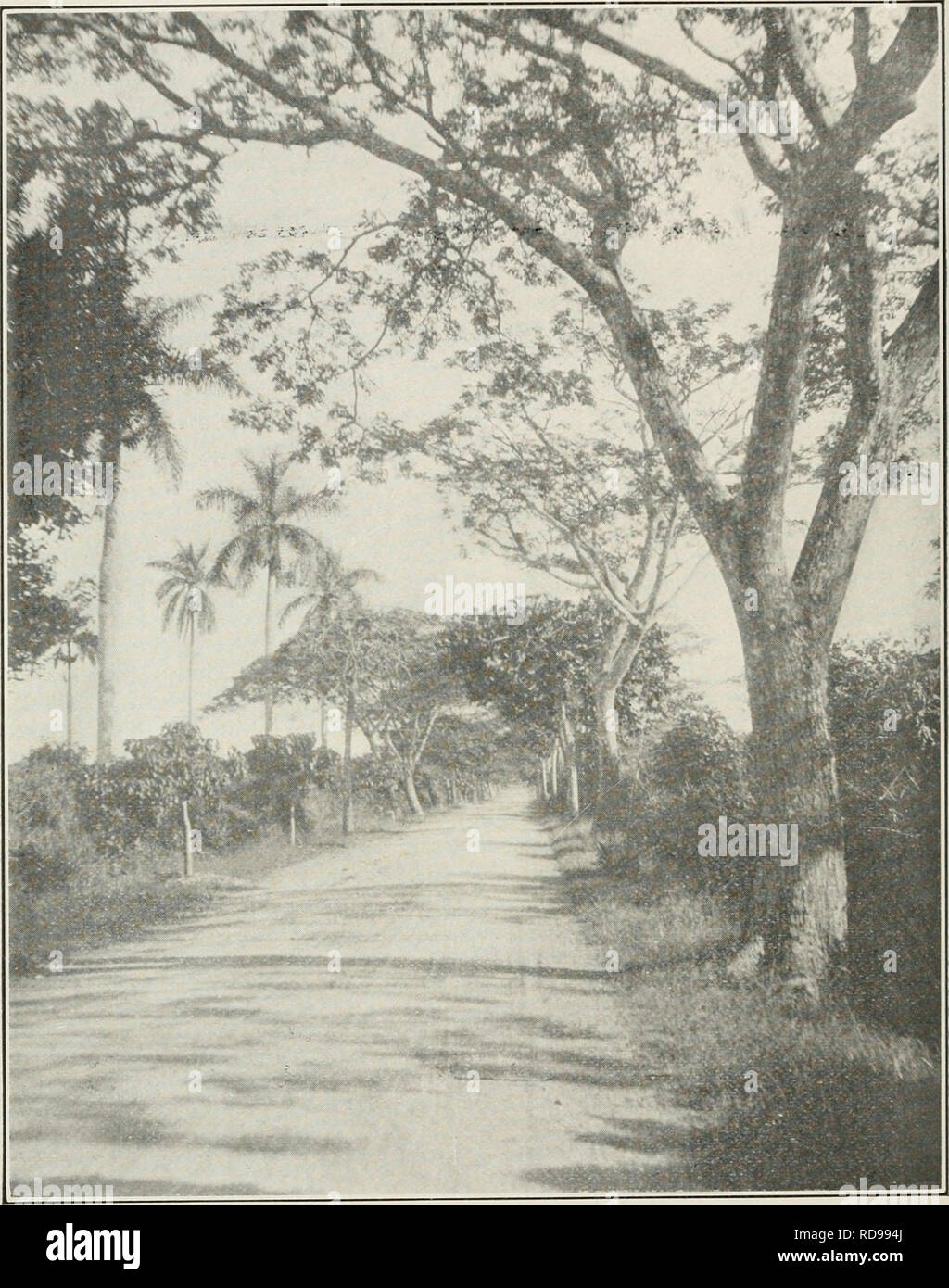 . The Cuba review. Cuba -- Periodicals. 14 THE CUBA REVIEW. Road in Guines, near Matanzas. and also on sugar plantations. The natural slowness of the cart traffic is further impeded in the cities by the narrowness of streets, and the economy of time in the use of motor trucks has been demonstrated under the pressure of war demands for Cuban products. In the country the trucks are used for transporting manu- factured supplies and foodstuffs into the interior, and native products to the cities. While the railway transportation of Cuba has been much improved in recent years, there being now about Stock Photo