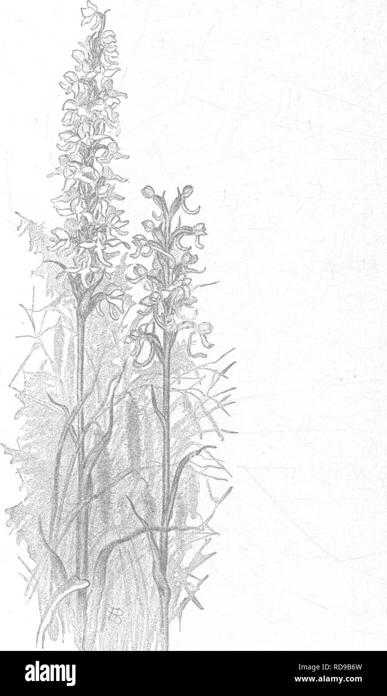 . The orchids of New England; a popular monograph. Orchids. m If if' * 'â ;&gt;â J: 5 Fig. 20.âNorthern White Orchis. (Habenaria dilatata.) Three-toothed Orchis. (Habenaria tridentata.). Please note that these images are extracted from scanned page images that may have been digitally enhanced for readability - coloration and appearance of these illustrations may not perfectly resemble the original work.. Baldwin, Henry, 1846-1911. New York, J. Wiley Stock Photo