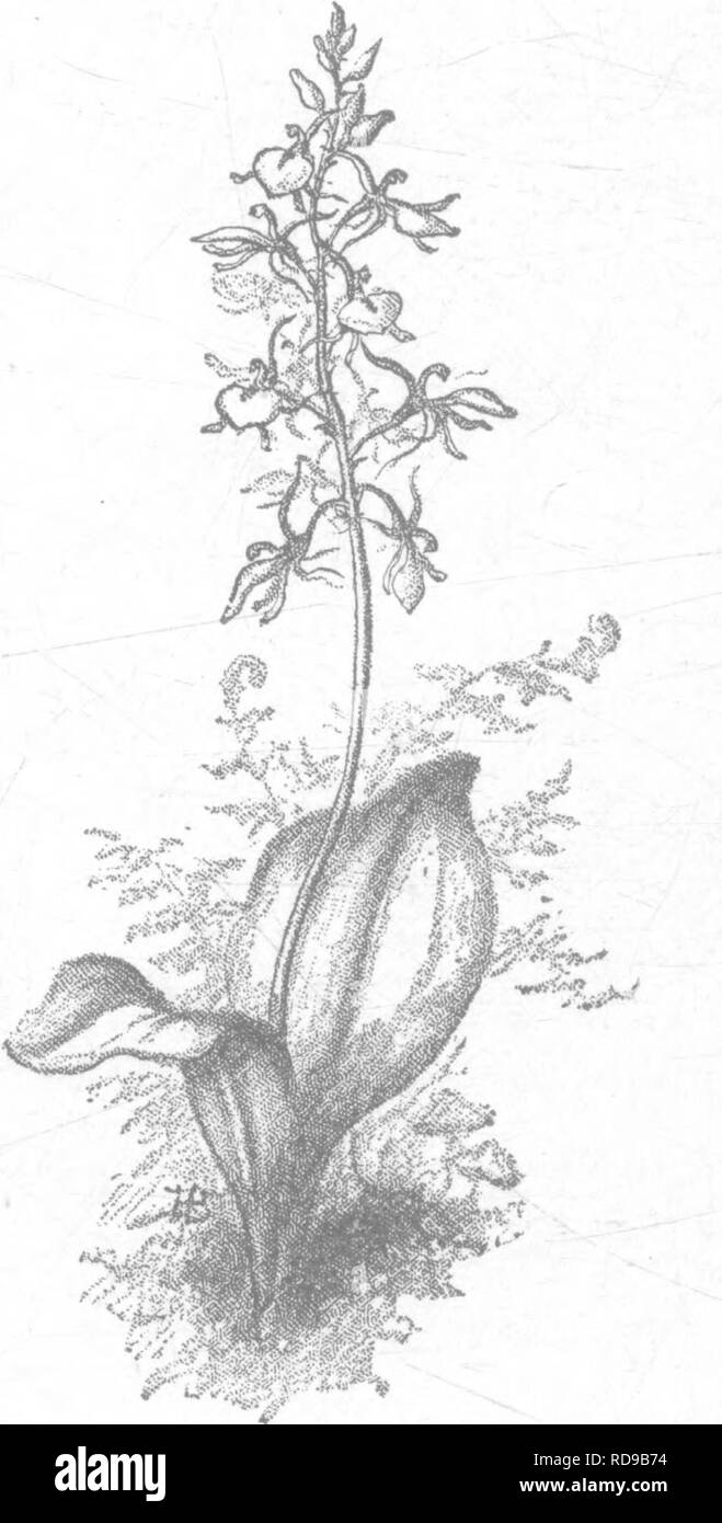 . The orchids of New England; a popular monograph. Orchids. THE ORCHIDS OF NEW ENGLAND. 65 ons, there is a furrow or median line on the lip, corresponding probably to the nectar-secreting groove in Listera, and as the edges of the lip curve up at the sides, an insect would have but one easy mode of entrance offered, and in crawling up this pas- sage-way would be led directly under the anther. Barton gives a fairly good plate of this Liparis, calling it Malaxis longifolia, the Long-leaved Malaxis, and describes the root as &quot; a roundish bulb, sending off a few radicles and a large offset, t Stock Photo