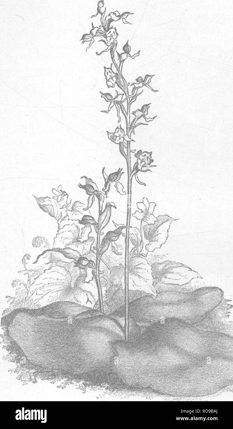 Showy Orchis Black And White Stock Photos Images Alamy