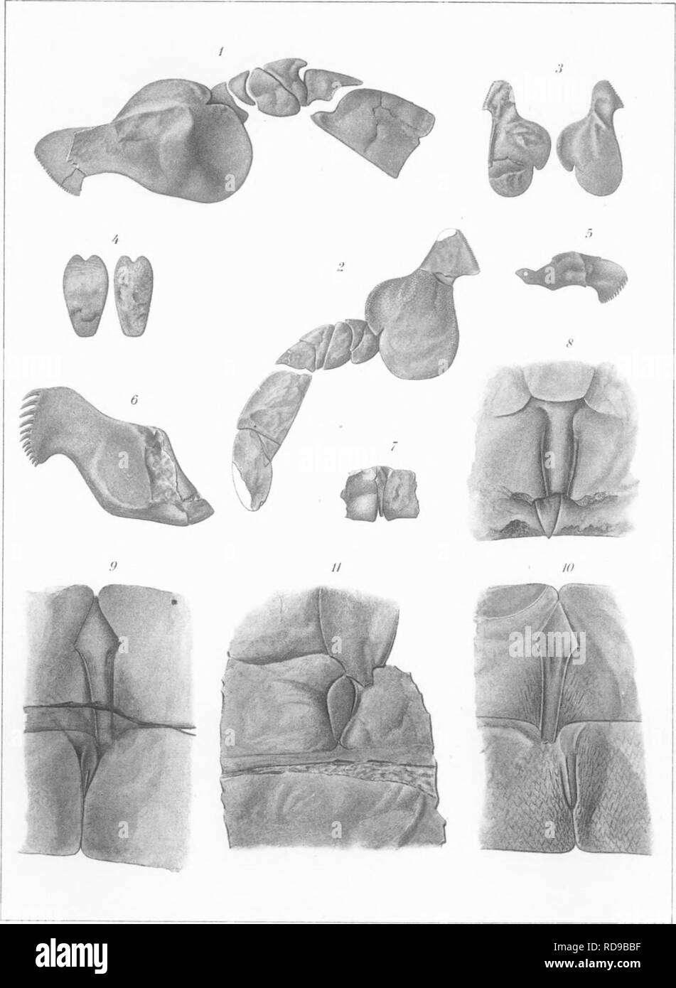 . The Eurypterida of New York. Eurypterida; Paleontology. EURYPTERIDA Memoir 14-. N.Y State Museum Plate 62. G.S.Barkentm del. J.B Lyon Co. State Pnraer. Please note that these images are extracted from scanned page images that may have been digitally enhanced for readability - coloration and appearance of these illustrations may not perfectly resemble the original work.. Clarke, John Mason, 1857-1925; Ruedemann, Rudolf, 1864-1956. Albany, New York State Education Department Stock Photo