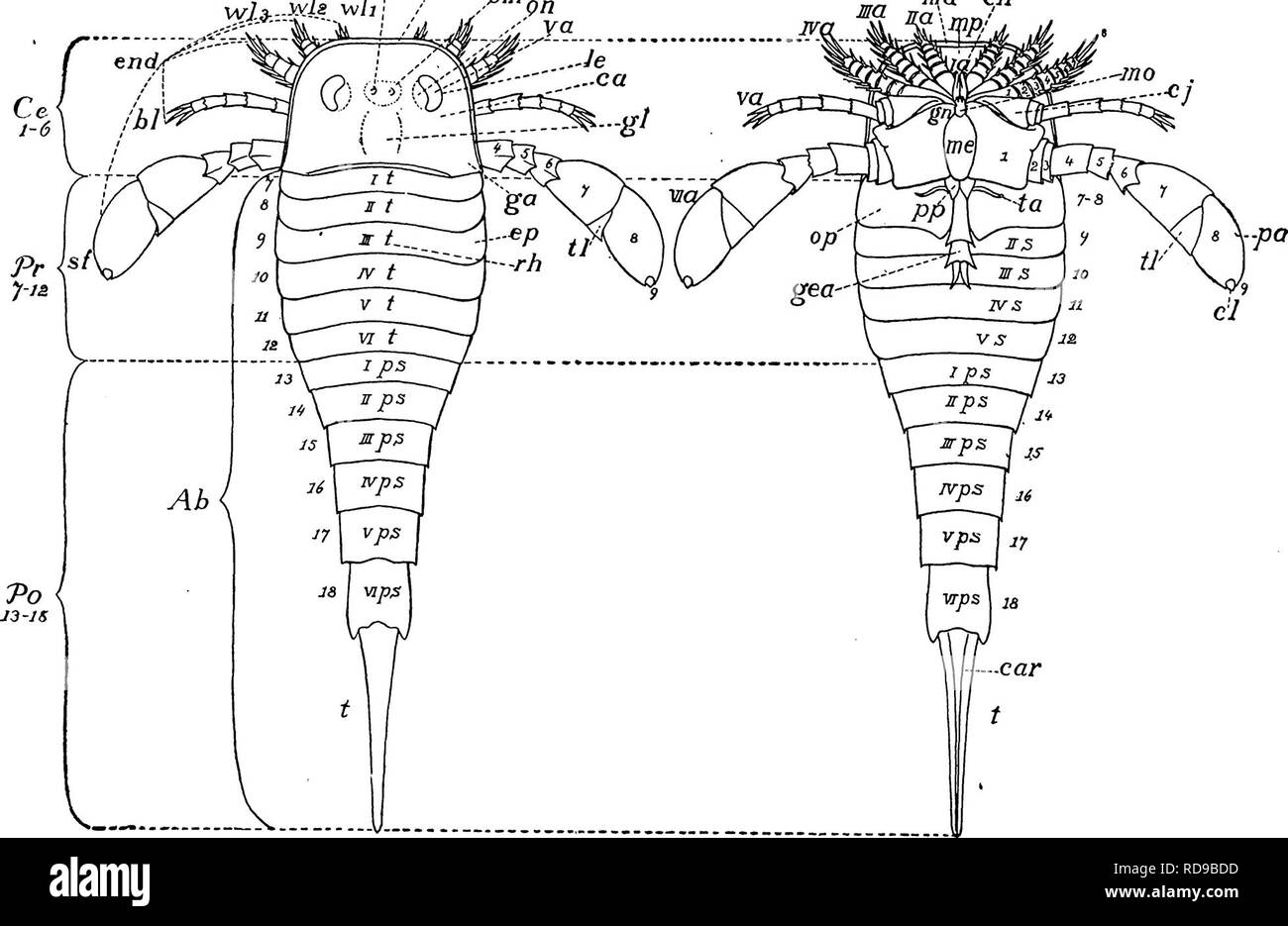 . The Eurypterida of New York. Eurypterida; Paleontology. 24 NEW YORK STATE MUSEUM A/].^,--,^J.s.,^^h 0 r pm iid ch. Figure 2 Diagram of an Eurypterid a; la- Via = appendages or legs Ab = abdomen bl = balancing leg ca = carapace or head shield car = carina of telson Ce = cephalothorax or prosoma ch = chelicerae, la, preoral appendages or mandibles cj = coxa end = postOTsi[ appendages or endognathites ep = epimera or pleura of tergite ga = genal angle gea = genital appendage (female ) gl = glabella gn = gnathobase le = lateral or compound eyes md = marginal doublure me = metastoma or postoral Stock Photo