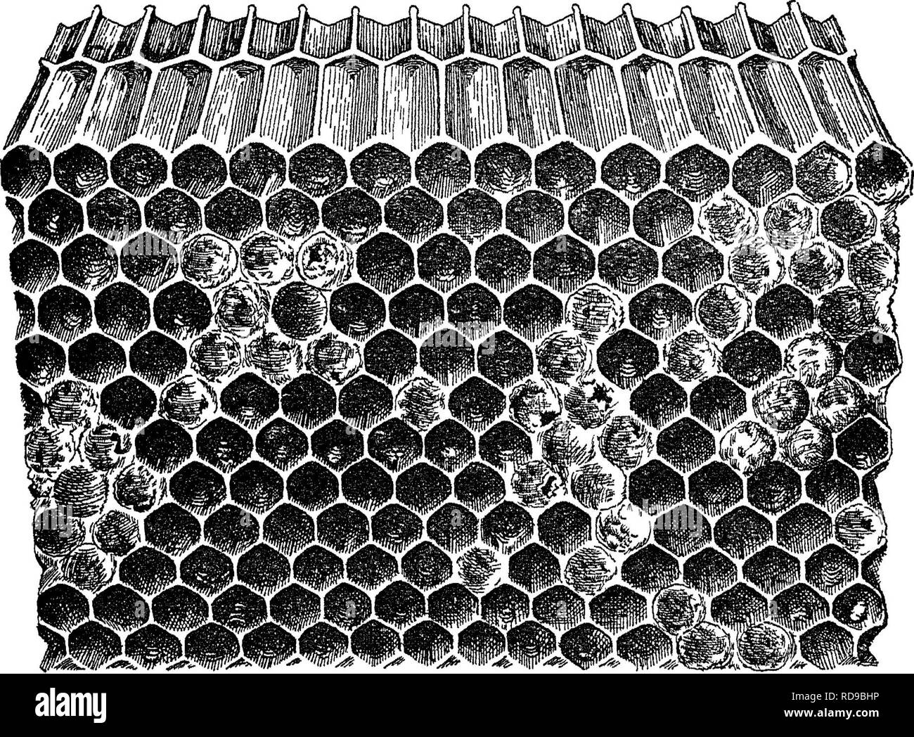 . The treatment of bee diseases. Bees. Fig. 4 —American foul biood comb, showing inegular patches of sunken Ctippmgs and scales The position of the comb indicates the best way to view the scales (Original ) scale on the lower side wall and base of the cell (fig. 2, e^ ^, s). The scale formed by the dried-down larva adheres tightly to the cell and can be removed with difficulty from the cell wall. The scales can best be observed when the comb is held with the top inclined toward the observer so that a bright light strikes the lower sicle wall (fig. 4). 83568'—Bull. 442—11 2. Please note that th Stock Photo