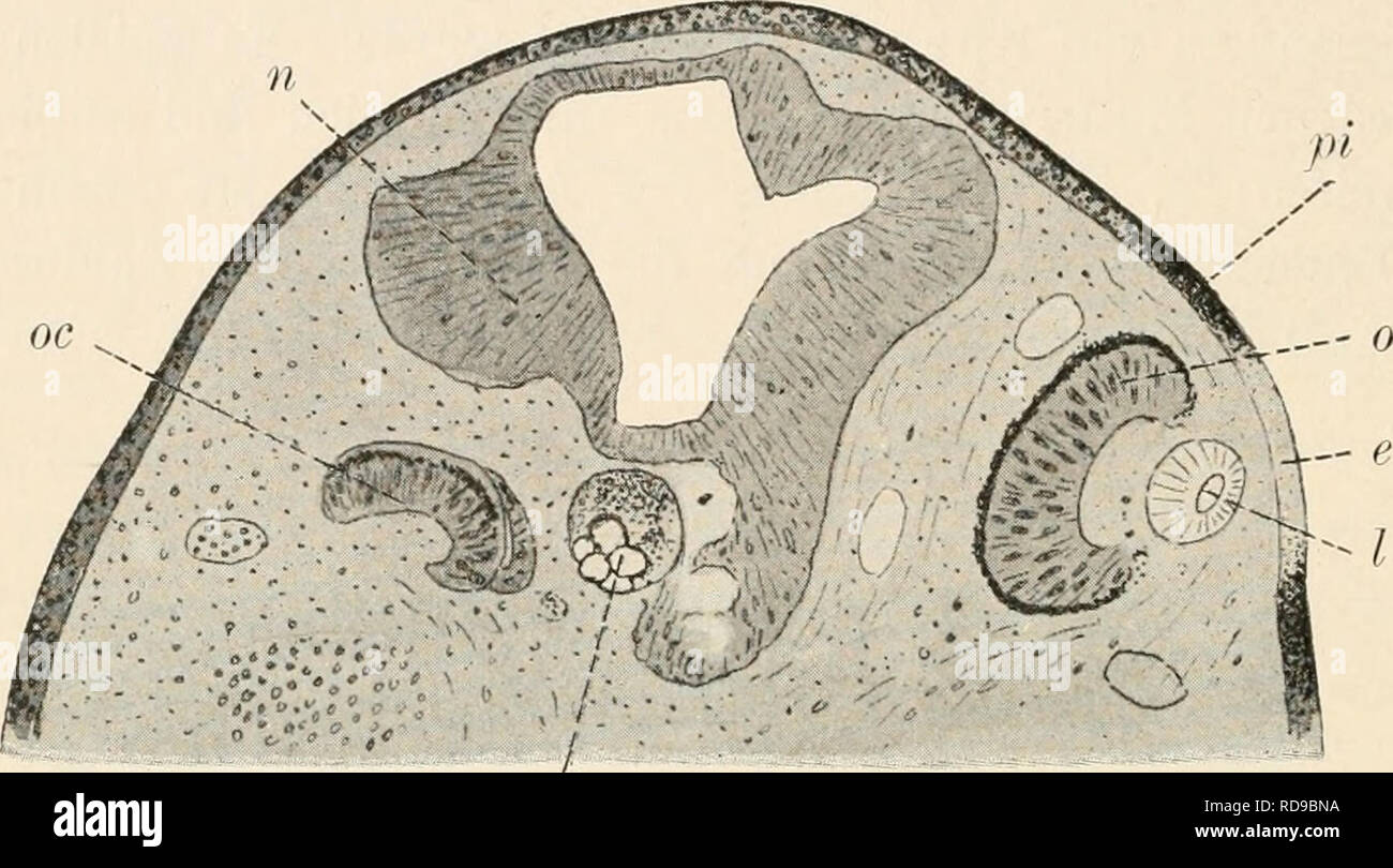 . EinfÃ¼hrung in die experimentelle Entwickelungsgeschichte (Entwickelungsmechanik). Morphology (Animals); Embryology. 156 XVI. Kapitel. Die Korrelationen von Zellen und Zellkomplexen Dagegen wird die Epidermis in ihrer linsenbildenden TÃ¤tigkeit beeinflusst durch den Reiz, den der Augenbecher bei BerÃ¼hrung auf sie ausÃ¼bt. Bleibt der Augenbecher in der Tiefe liegen (wenn das verkleinerte Material nicht zum Erreichen der Epidermis genÃ¼gt, oder wenn es ganz zerstÃ¶rt ist), so tritt in der Epidermis keine Spur einer Linsenwucherung auf; erreicht der Augenbecher dagegen spÃ¤ter die Epidermis, s Stock Photo