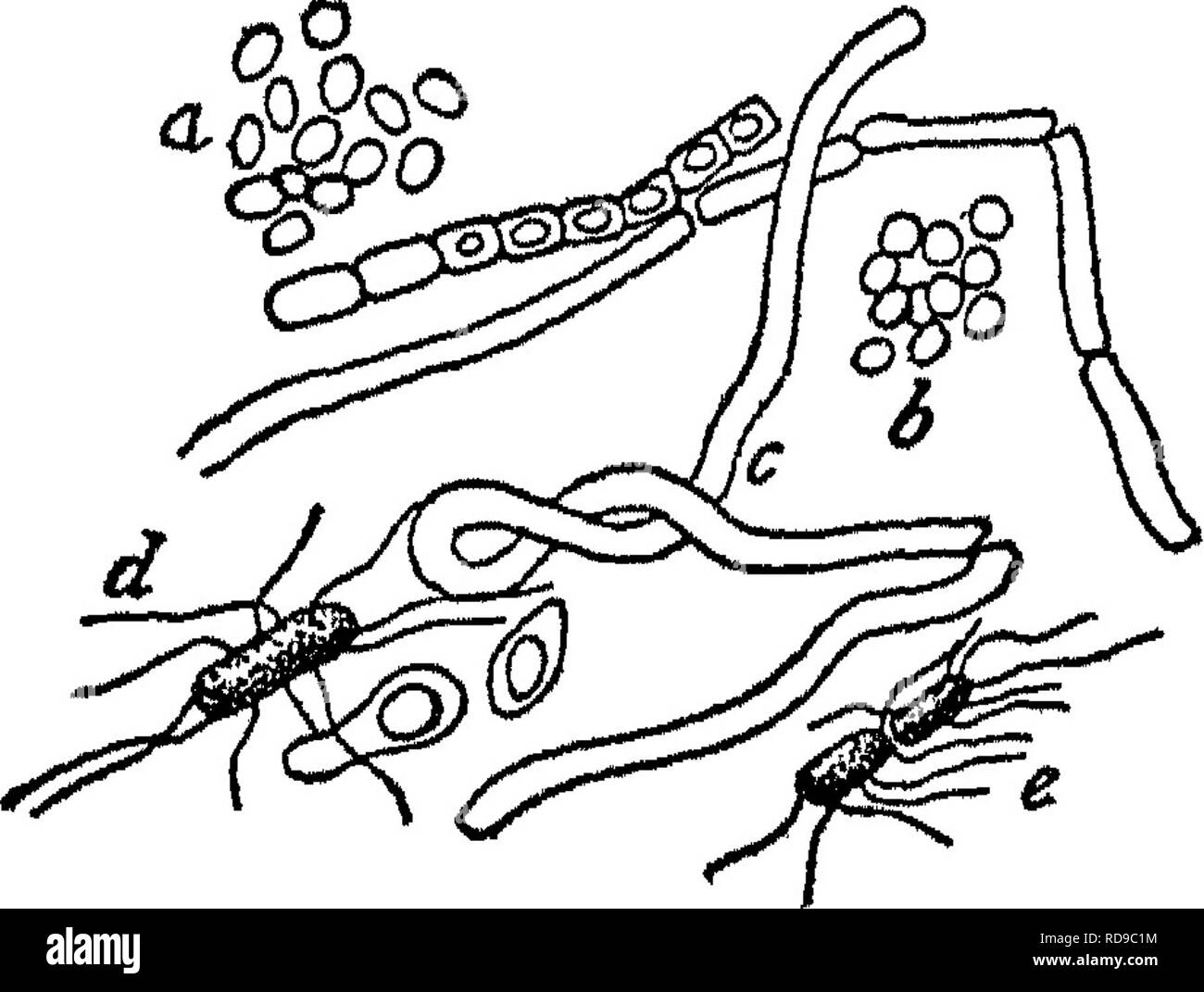 . Soils, their properties and management. Soils. 428 SOILS : JPEOPEBTUSS AND MANAGEMENT the roots of many forest trees and known as myeorrhizal fungi have the abihty to fix atmospheric nitrogen, and that in some way the trees obtain a part, at least, of the nitro- gen so fixed. The growth of forests on poor, sandy soil containing practically no nitrogen has been urged as an example of this process. 350. Bacteria. — Of the several forms of microorgan- isms found in the soil, bacteria are the most important. In fact, the abundant and continued growth of plants on the soil is absolutely dependent Stock Photo