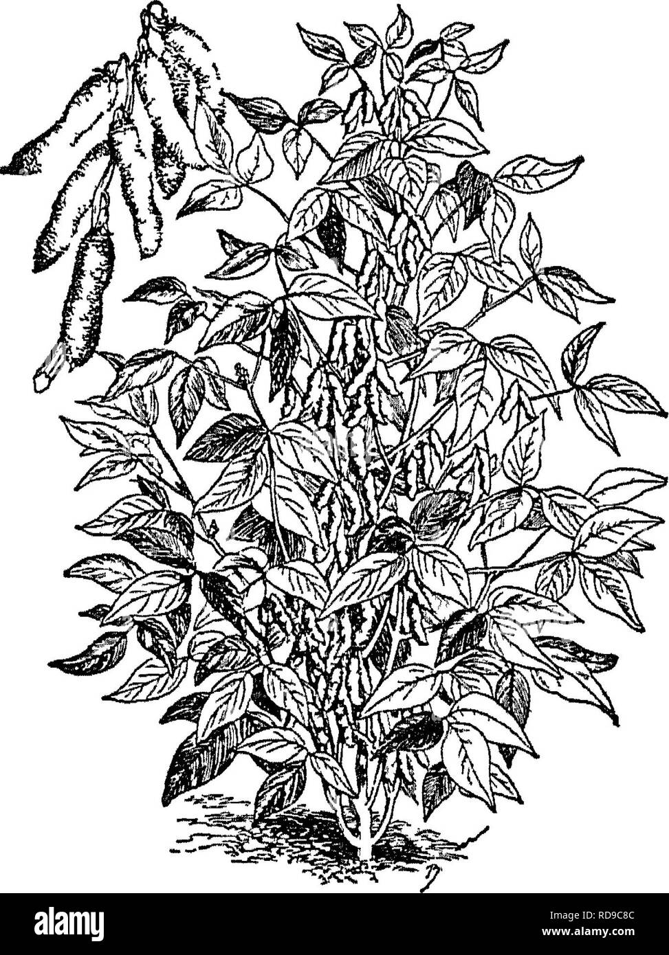 Legumes growing under soil Black and White Stock Photos & Images - Alamy