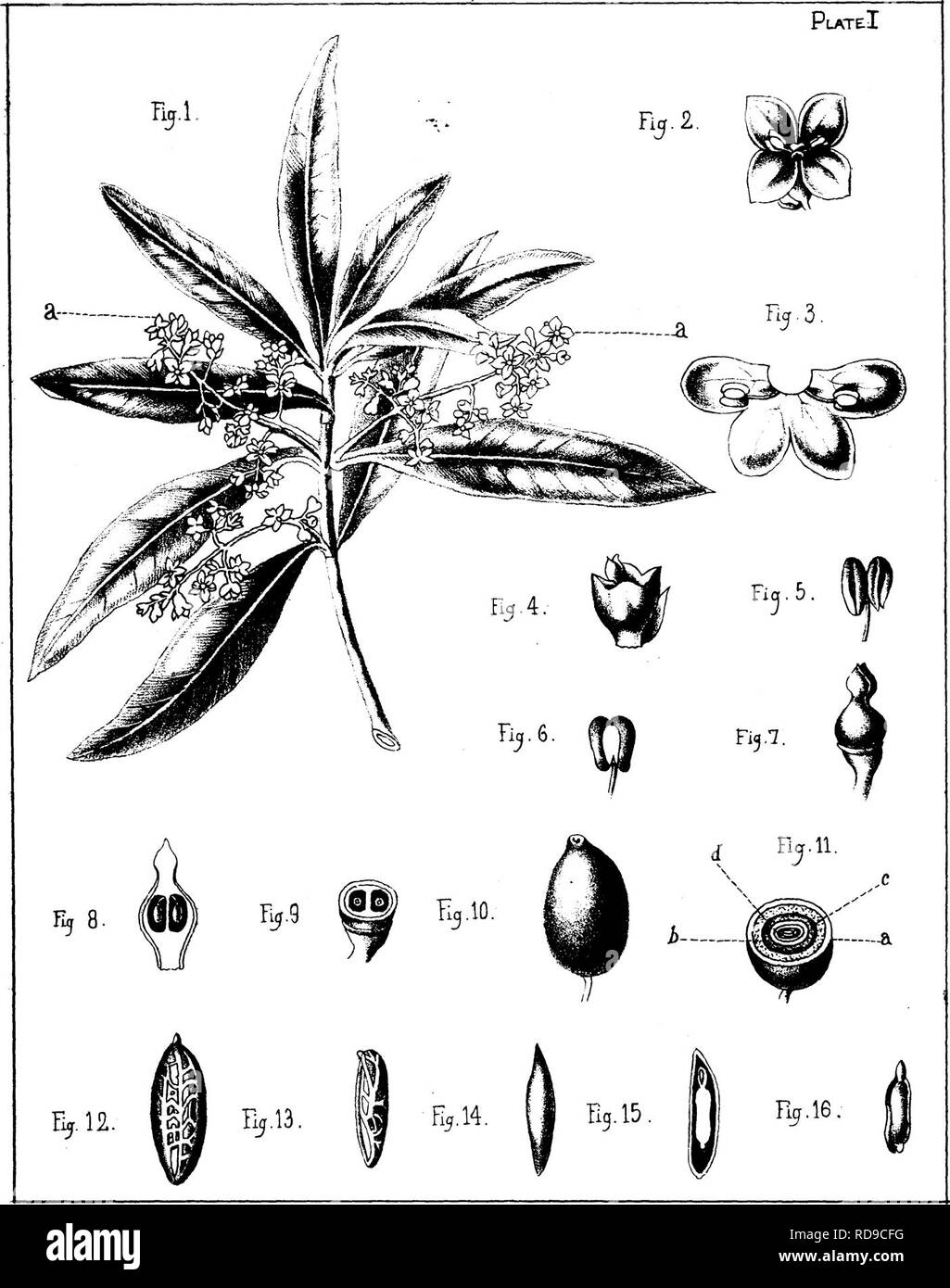 . The olive : its culture in theory and practice. Olive. THE REPRODUCTIVE ORGANS OF THE OLIVE.. Pig. 1. A branch of the olive in flower, natural size, a a Blossom. Fig. 2. Inside view of flower, enlarged. Fig. 3. Corolla cut and spread out to show the in- sertion of the stamens. Fig. 4. Flower without the corolla, enlarged. Fig. 5. Front view of stamen, enlarged. Fig. 6. Rear view of stameh, enlarged. Fig. 7. Pistil, enlarged. Fig. 8. Pistil cut vertically. Fig. 9. The lower portion of bud cut horizon- tally, enlarge&lt;1. Fig. 10. The berry, natural size. Fig. 11. The berry cut horizontally.— Stock Photo