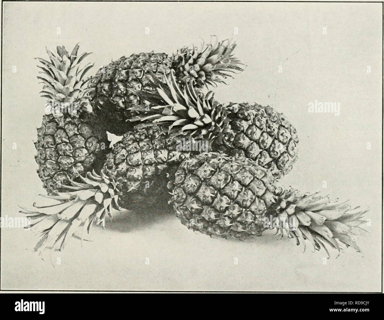 . The Cuba review. Cuba -- Periodicals. the CC P. A It E V I E v 11 PINEAPPLE CULTURE IN CUBA By Alvin Fox, Horticulturist on Tropical Plants. The pineapple is grown for export In Cuba, it thrives best in a sandy Loam, but it is frequently grown in heavy clay also. The main requirement is that the soil musl be well drained, and where it is not naturally so the plants are usually set In ridges. It is propagated from slips, the small plants on the fruit stalks or from suckers, the plants growing in tin- leaf-axils of the ther plant. These are sot at distances varying. A Group of Red Spanish Pin Stock Photo