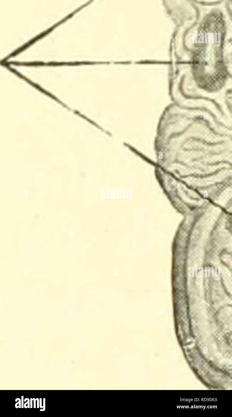 . EinfÃ¼hrung in die vergleichende Anatomie der Wirbeltiere, fÃ¼r Studierende. PrimÃ¤rer â ^ Harnleiter Glomeruli. Urniere (fertig) Urniere (in der Anlage) Fig. 304. Das Exkretionssystem'von Petro- myzon fluviatilis, 22 mm lang, von der me- dialen Seite abgebildet. Nach Wheeler. In der Figur ist nur ungefÃ¤hr die HÃ¤lfte des'primÃ¤ren Harn- leiters dargestellt. KaudalwÃ¤rts von der Vorniere ist der Sammelgang stark gewunden. An der Vorniere sind vier Nephrostome und ein gelapjjter Glomerulus vorhanden. Zwischen Vorniere und Urniere liegt eine groÃe, kanÃ¤lchenfreie Strecke.. Please note that t Stock Photo