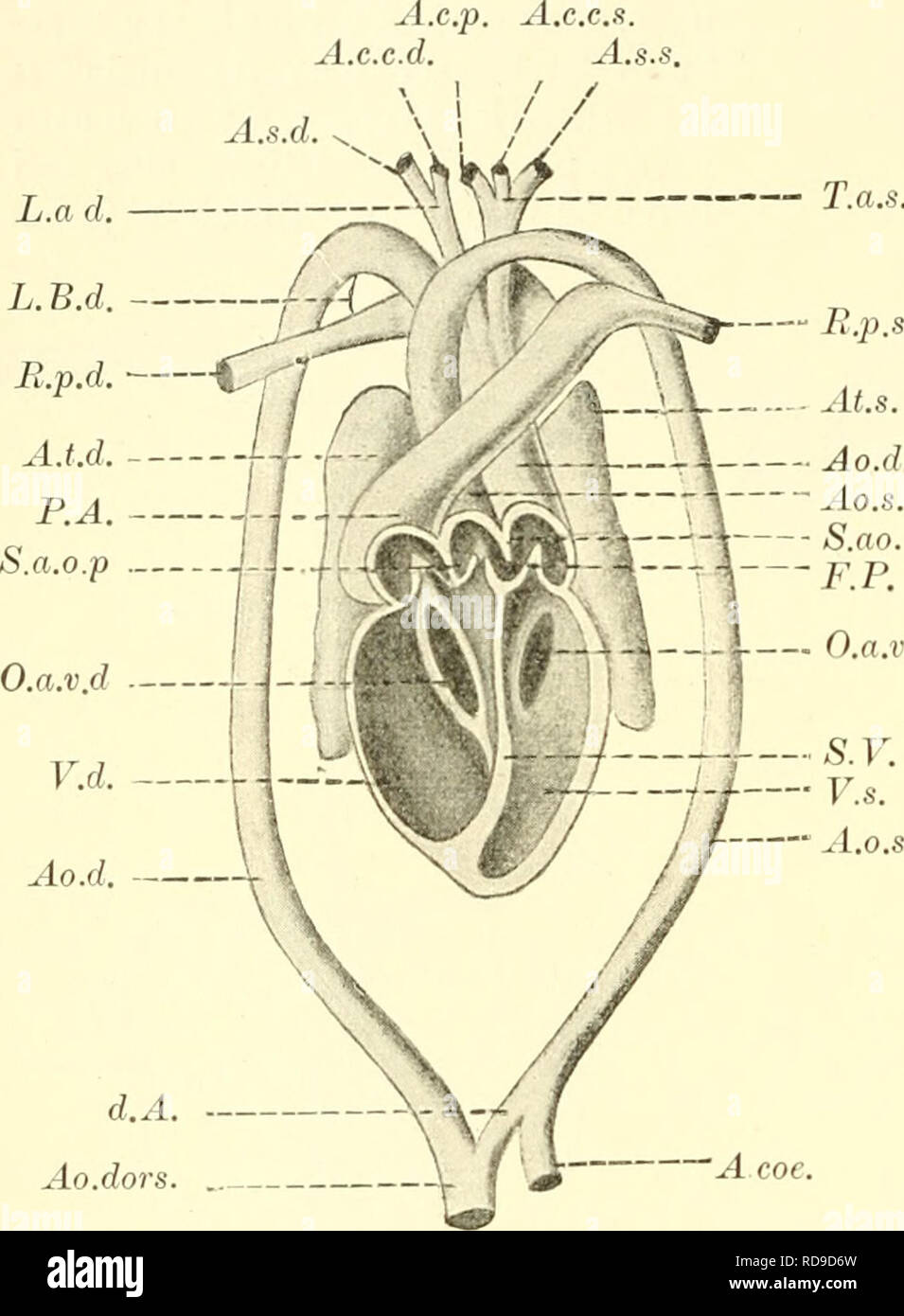 . Einführung in die vergleichende Anatomie der Wirbeltiere, für Studierende. 384 Das Herz der P^eptilieii. Der Conus arteriosus wird in die Ventrikelmassen des Herzens miteinbezogen, so daß der Truncus arteriosus sich mehr oder weniger direkt an den Ventrikel anschließt. Jede Aortenwurzel bildet sich an ihrem Ursprung aus zwei miteinander anastomosierenden Gefäß-(Branchial-)Bögen (Lacerta, Fig. 285 A), oder nur aus einem (gewisse Saurier, Schlangen, Chel A.c.p. A.c.c.d. A.s.d. L.a d. L.B.d onier, Krokodilier, Fig. 285 B), aus welchem die Carotis direkt ent- springt. Der linke und der rechte Ao Stock Photo