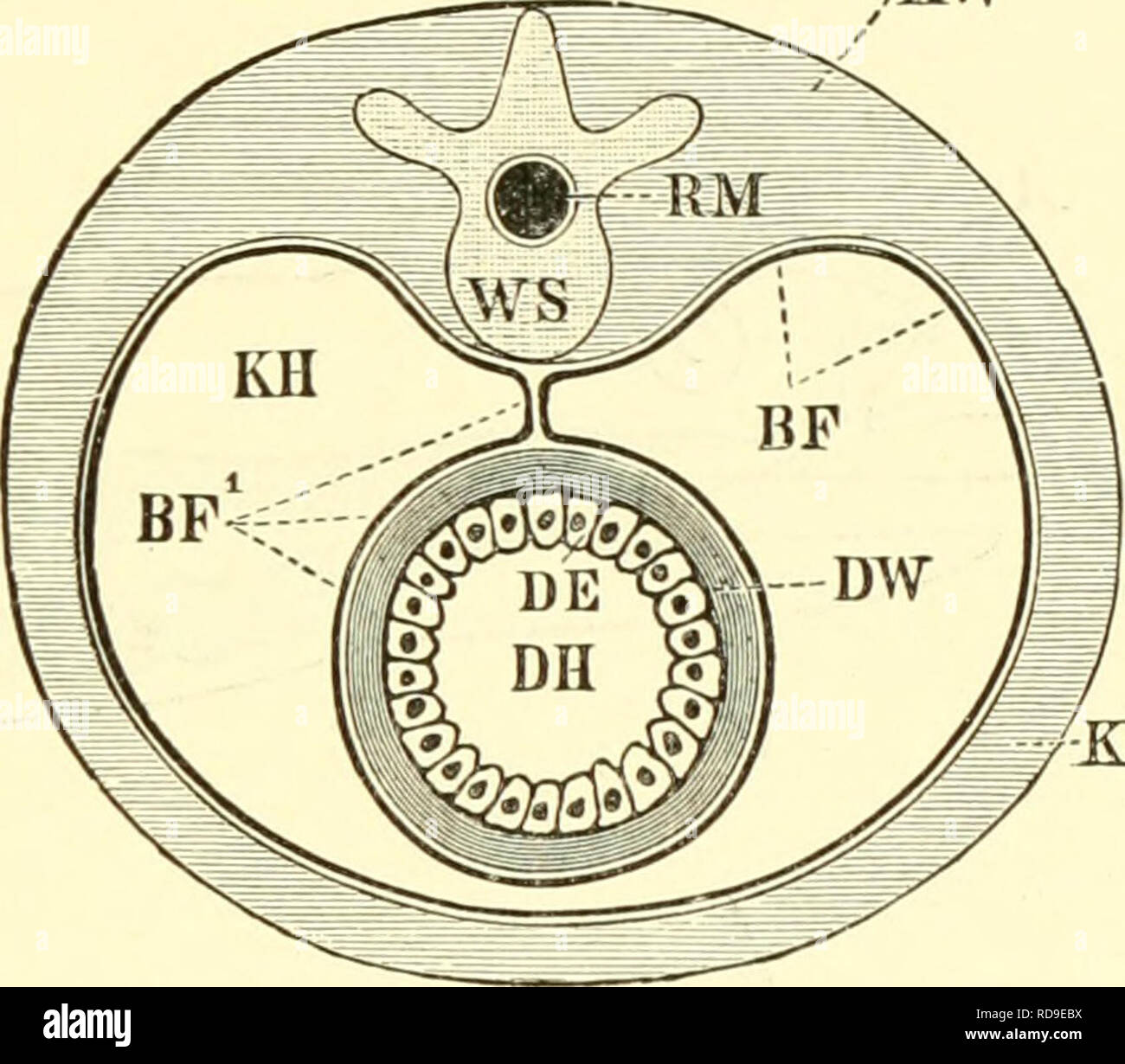 Viszerales peritoneum hires stock photography and images Alamy