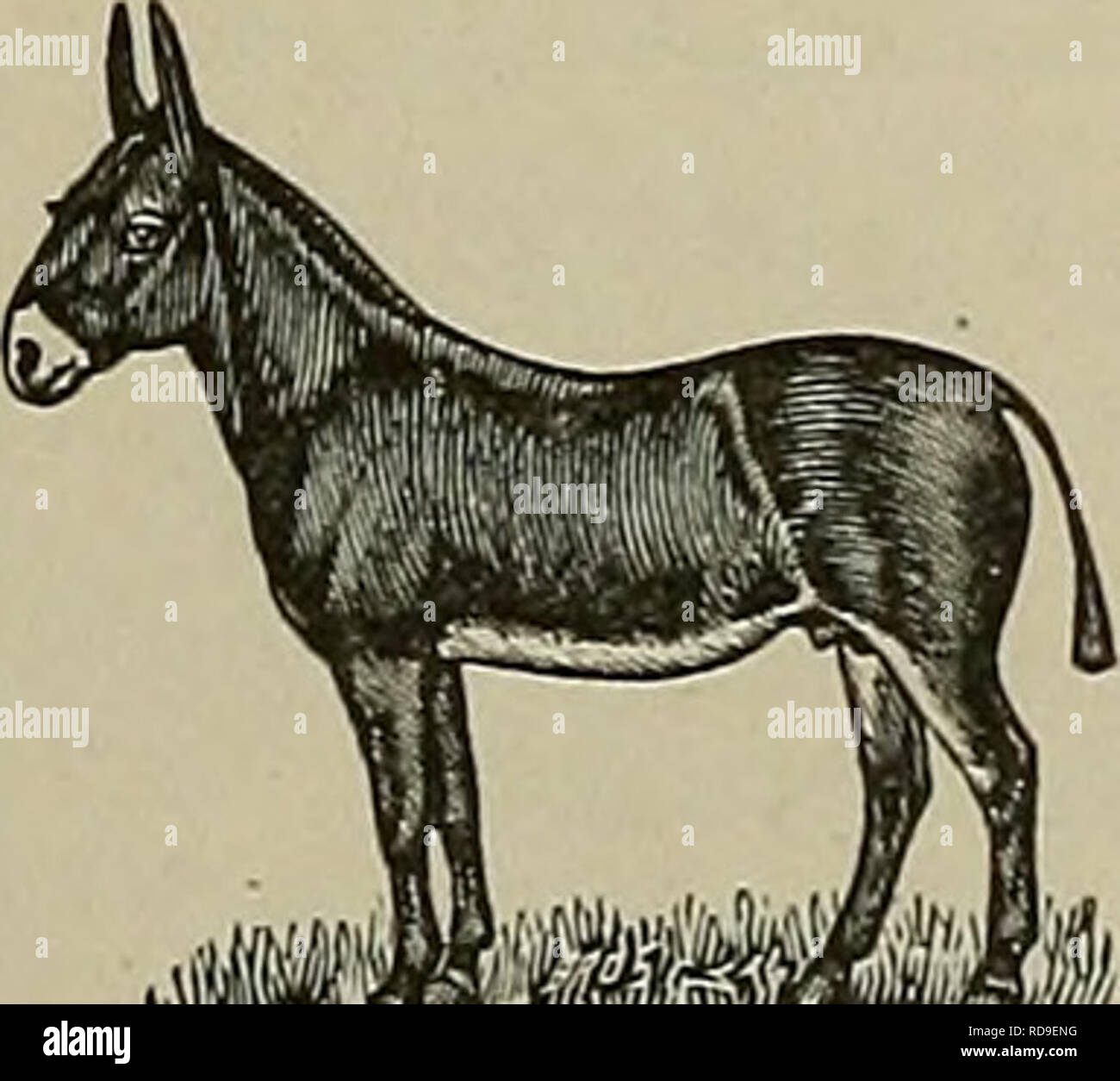 James Cook Hogs Theodore p cook hi-res stock photography and images - Alamy