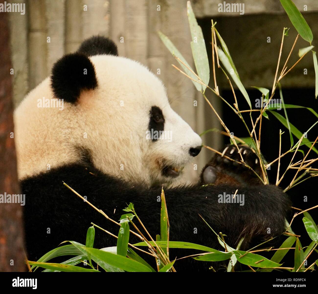 Panda profile hi-res stock photography and images - Alamy