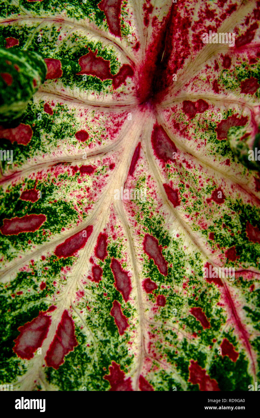 Caladium leaf detail close-up picture, angel wings Stock Photo