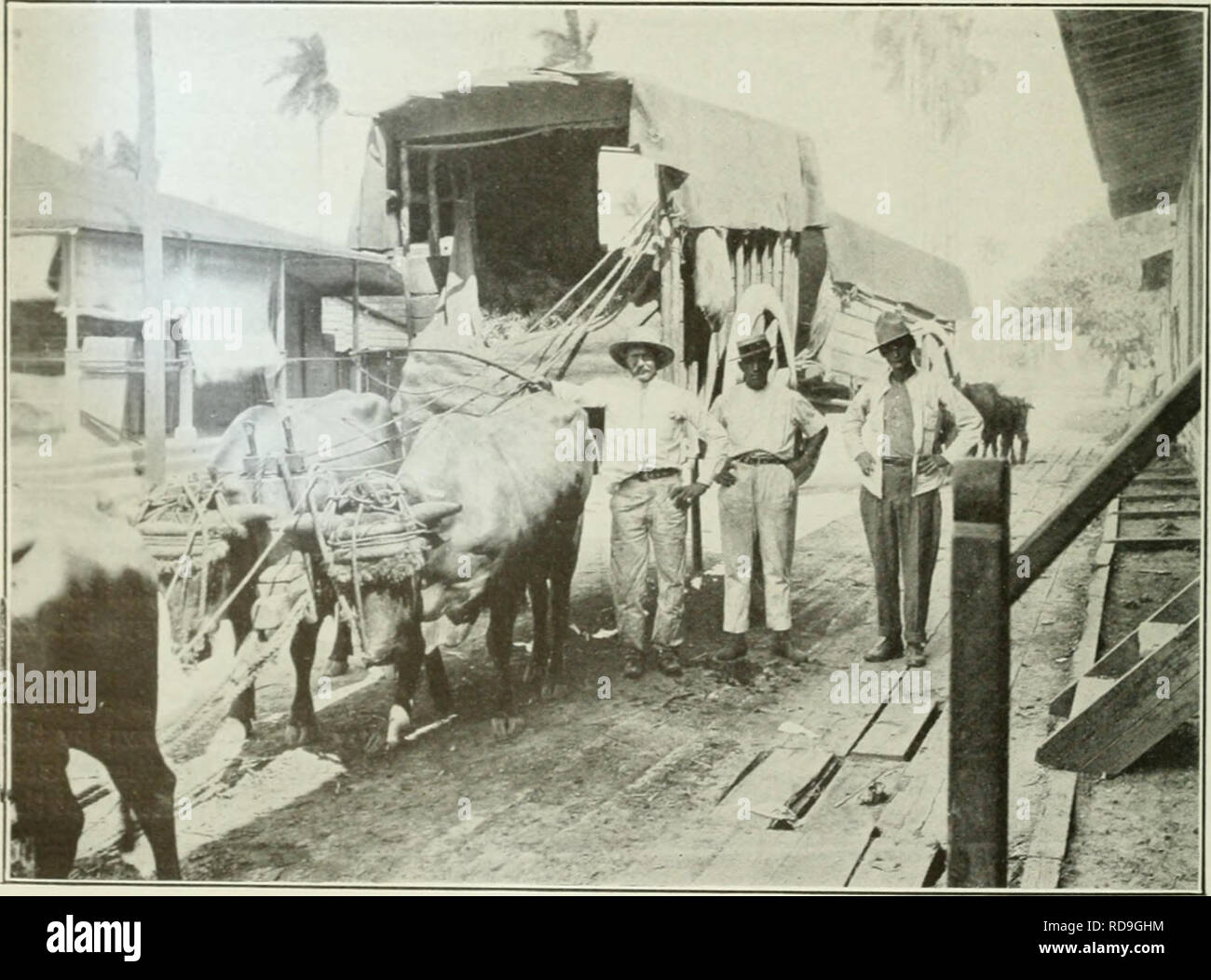 . The Cuba review. Carts at Packing House Ready to be Unloaded. Please note that these images are extracted from scanned page images that may have been digitally enhanced for readability - coloration and appearance of these illustrations may not perfectly resemble the original work.. Munson Steamship Line. New York : Munson Steamship Line Stock Photo