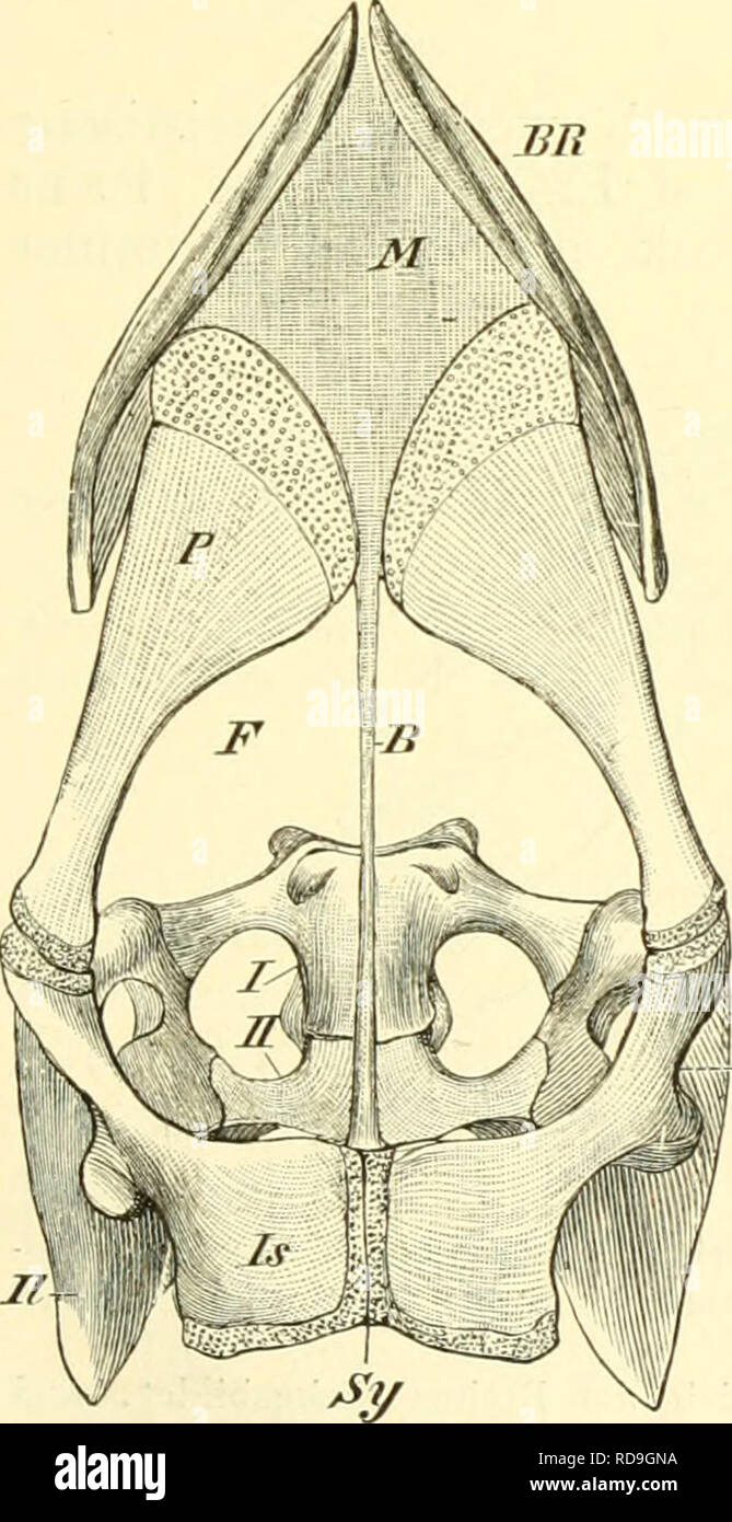 . Einführung in die vergleichende Anatomie der Wirbeltiere, für Studierende. Fig. 103. Becken von Lacerta vivipara von der Ventralseite gesehen. Ac Acetabulnm, in welchem die drei Betkenknochen ohne sichtbare Nahtbildungcn zu einer Masse verschmelzen, Cep kalkknorpeliges Epipubis, Fo^ Foranien obturatorium, Hpls Hypo-ischium, welches im Embryo als paarige Masse von den Hinterenden der Ischia sich abgliedert, 1 Ilium mit einem Fortsatz ff, der bei Krokodilen, Dino- sauriern und Vögeln zu der mächtigen Pars praeacetabularis ossis ilei wird, 7s Ischium, welches bei SIs eine Symphyse bildet. Lg fi Stock Photo