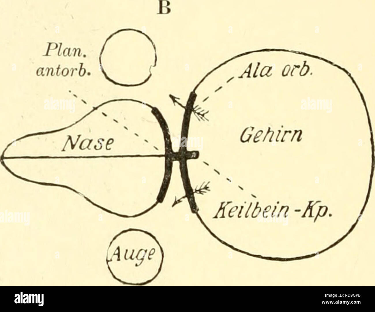 Einfuhrung In Die Vergleichende Anatomie Der Wirbeltiere Fur Studierende Plan Antorb Fig H O R I Z O N T A 1 S C H N I 11 Durch Den