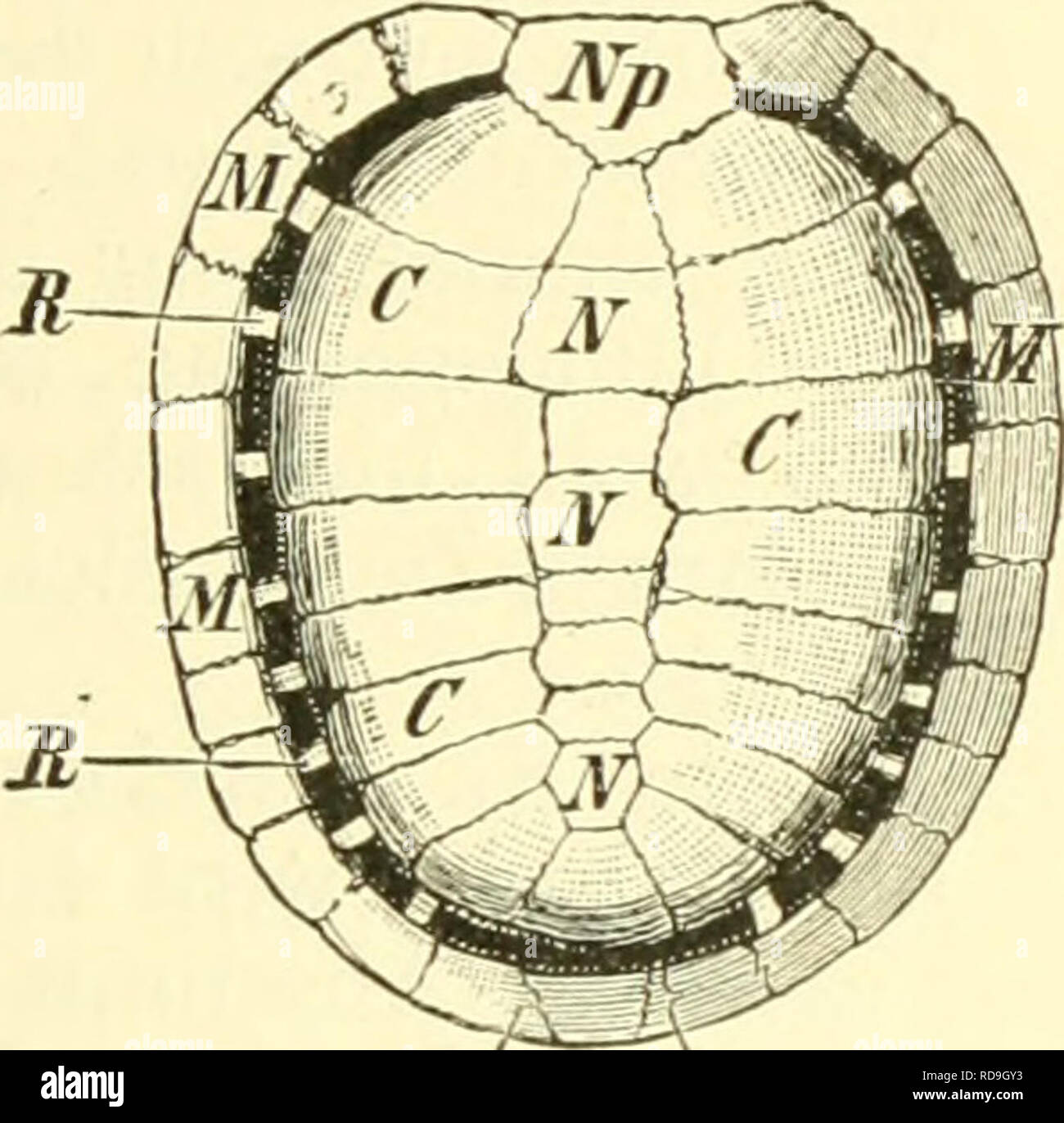 . Einführung in die vergleichende Anatomie der Wirbeltiere, für