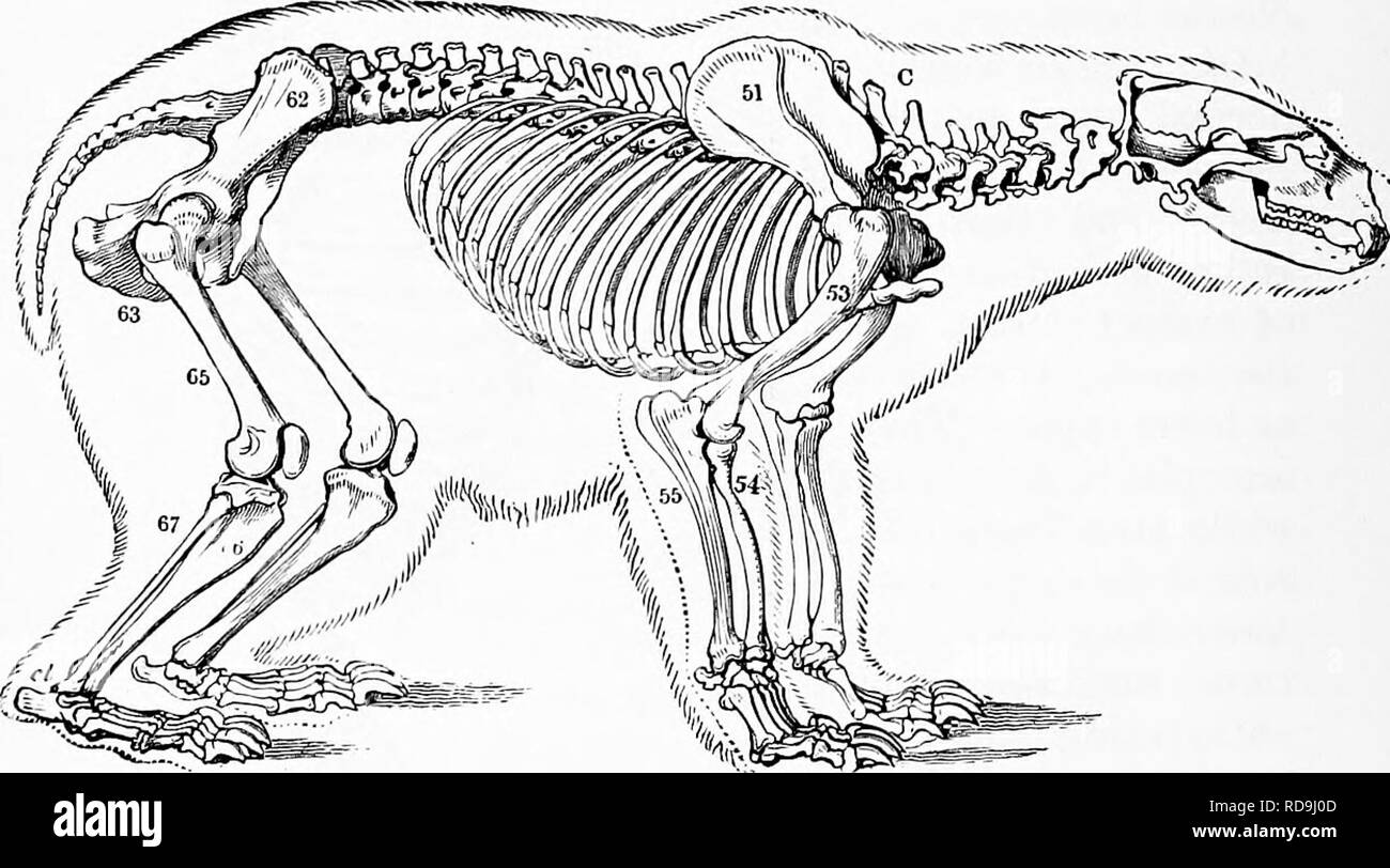 . Zoology : for students and general readers . Zoology. 616 ZOOLOGY. pre-molai's and three true molars ; while the rami of the mandible are coossified ; for these reasons it was placed by F. Cuvier between the orders Garnivora and Primates (Cope). It is allied to the raccoon, is called the kincajou, and lives in northern South America. The bears have a thick, clumsy body, with a rudimentary tail, and the teeth are broad and tuberculated, so that they can live indifferently on fish, insects, or berries. Our North American species are the polar bear (Ursus niaritmius Linn.) and Ursus arctos Linn Stock Photo