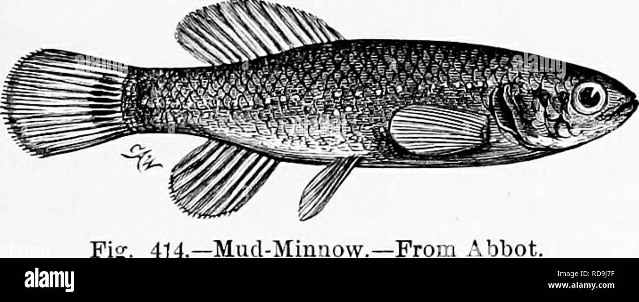 Mud minnow hi-res stock photography and images - Alamy