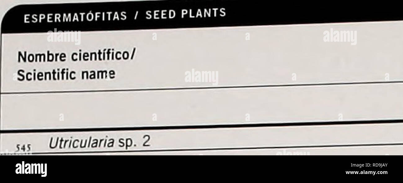 . Cuba : Parque Nacional &quot;Alejandro de Humboldt&quot;. Natural history; National parks and reserves; Ecological assessment (Biology); Wildlife conservation. ApÃ©ndice/Appendix 4 Plantas EspermatÃ³fitas/. I CUPEY I MELBA &quot;J^ Cordyline fruticosa (L.) A. Chev. Magnolia cubensis Urb. subsp. MaraÃ±Ã³n de costa irUfb. subsp. oblongifolia (leÃ³n) Borhidi Tol Cup Talauma ophiticola E Banistena pauciflora Kunth Tol Cup Jag, sfi* Malpighia setosa Spreng. Pie Tol Mel, Coo 567 Msipighia suberosa Small. Palo bronco Ibe Â¡a Stigmaphyilon diversifolium (Kunth) A. Juss Tol Â¡Ã©, Stigmaphyllon emargi Stock Photo