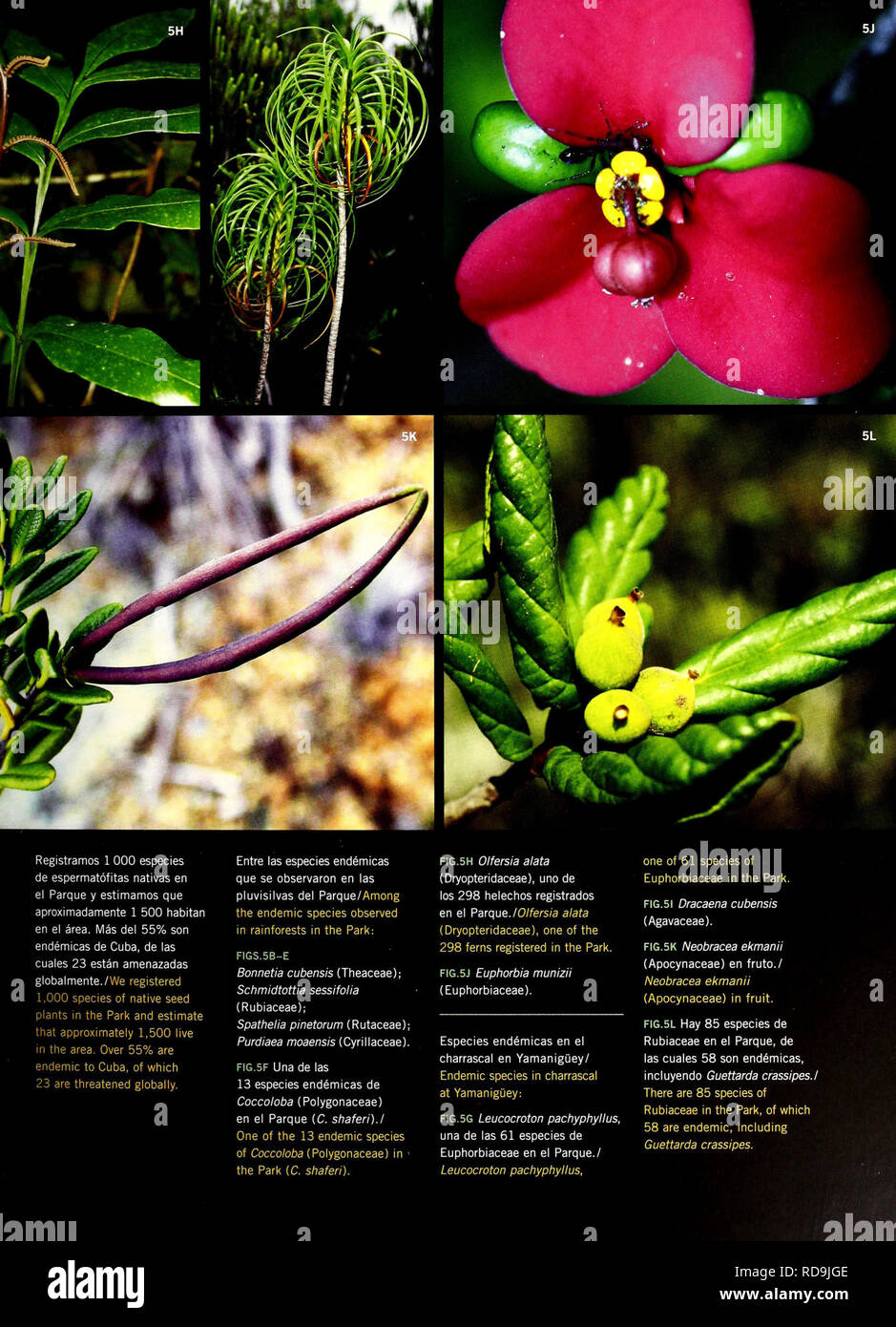 500 especies hi-res stock photography and images - Alamy