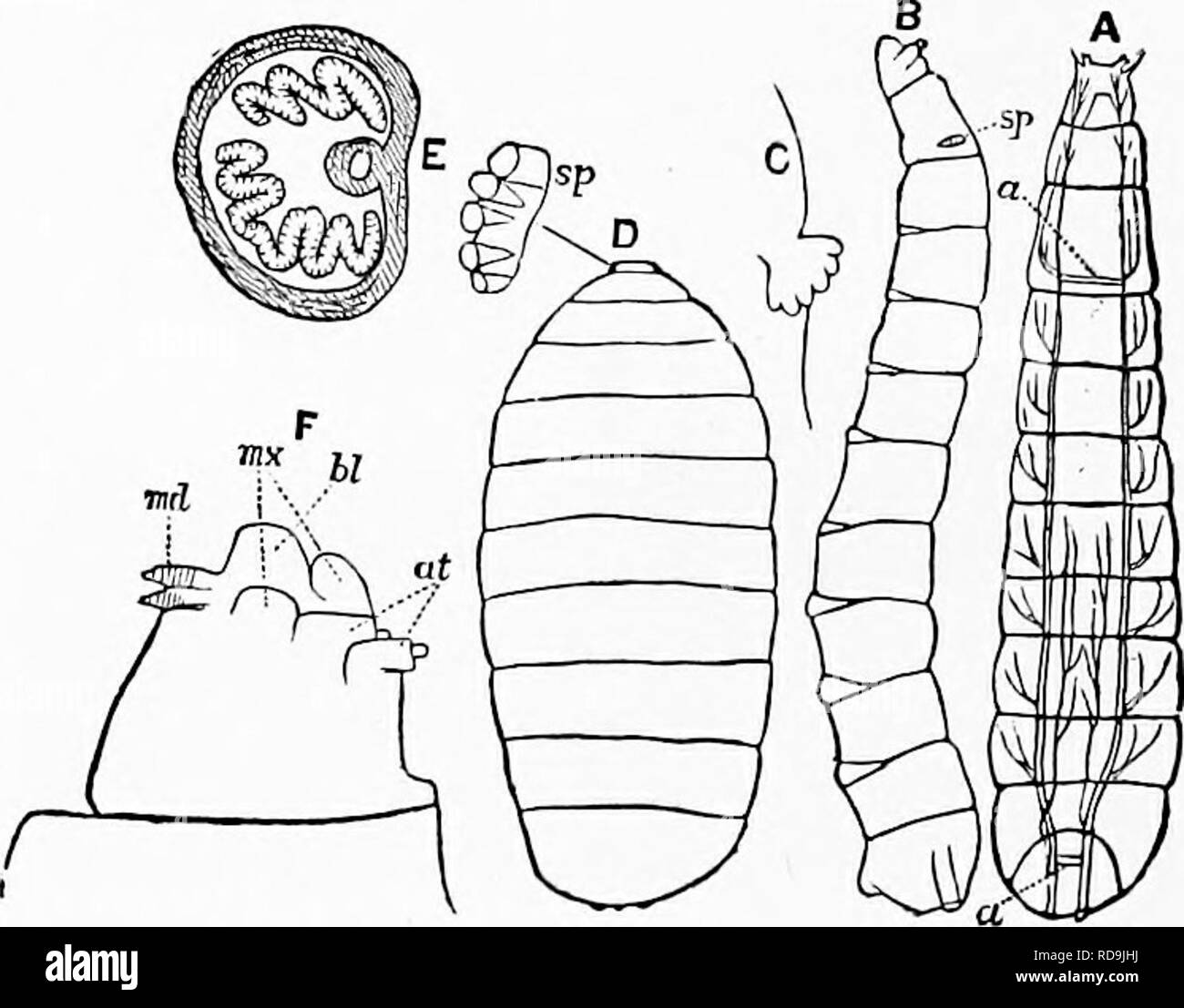 Zoology For Students And General Readers Zoology Fig 344 Slylaps Ehildreid Female Rt Parasitic In Tlie Abdomen Of A Bee 6 Top View Of Tine Same Mucli En Larged