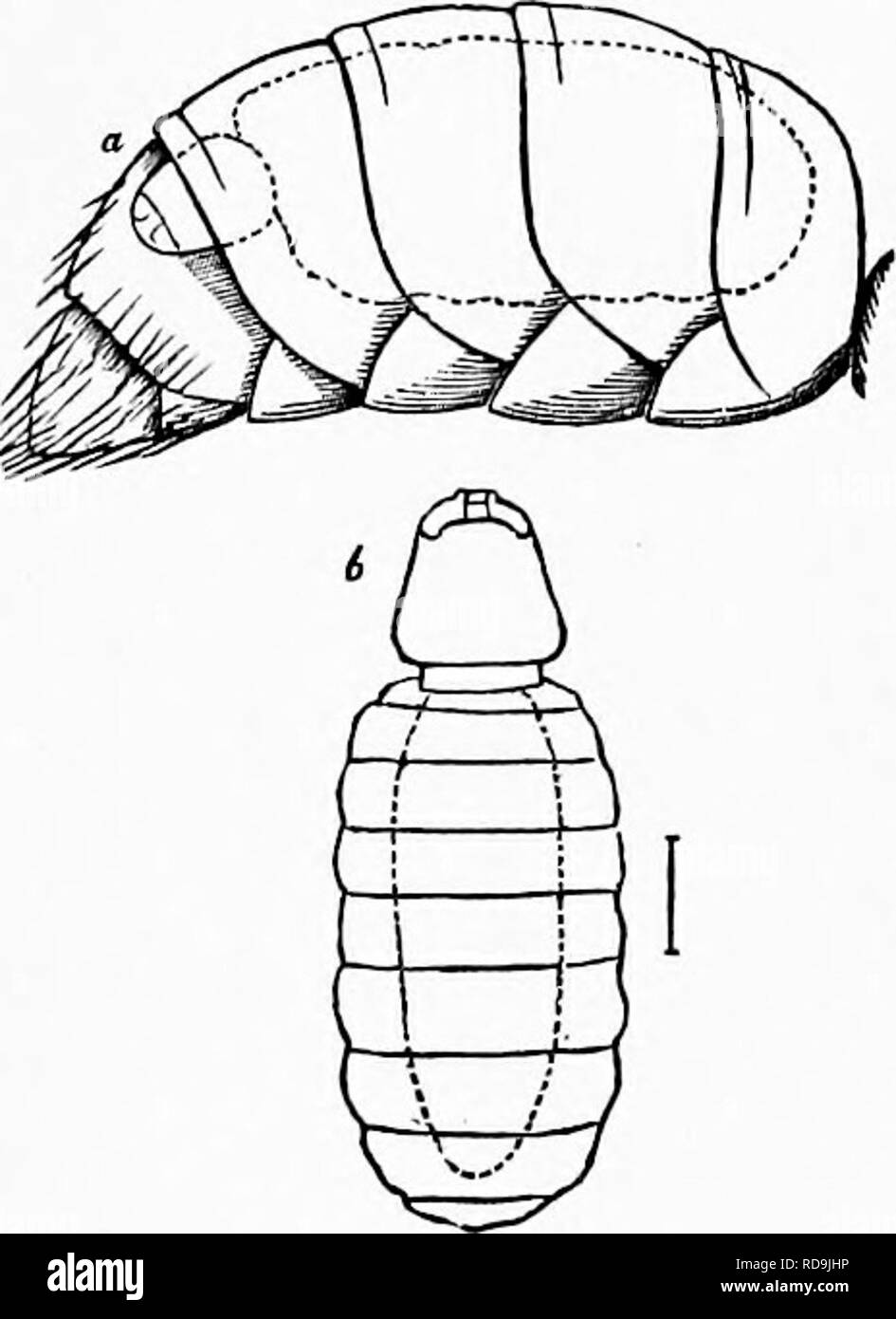. Zoology : for students and general readers . Zoology. 374 ZOOLOGY. The most aberrant of beetles is Stylops (Figs. 343 and 344, ^S*. cMldreni Westwood), the male of which has minute fore. Fig. 344.—Slylaps ehildreid, female, rt, parasitic in tlie abdomen of a bee ; 6, top view of tine same. Mucli en- larged. Fig. 345—Astraptm' illuininatO) larva.. Please note that these images are extracted from scanned page images that may have been digitally enhanced for readability - coloration and appearance of these illustrations may not perfectly resemble the original work.. Packard, A. S. (Alpheus Spr Stock Photo