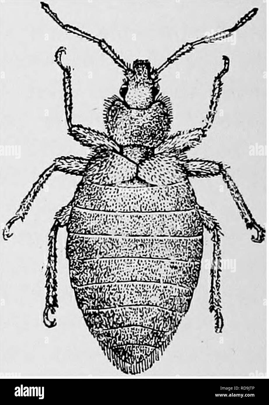 Bugs Have Stink Glands Black And White Stock Photos Images Alamy