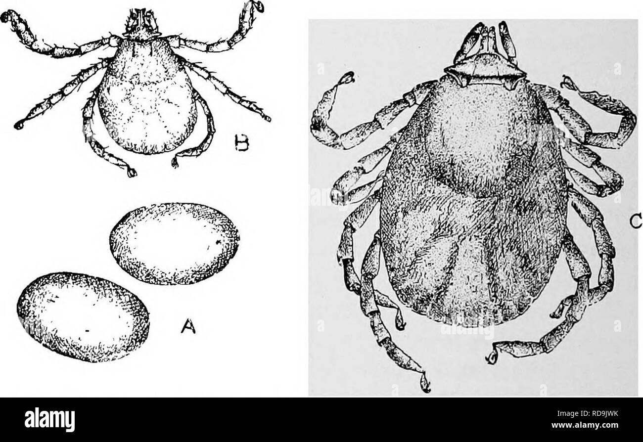 . Animal parasites and human disease. Medical parasitology; Insects as carriers of disease. Fig. 156. Spotted fever tick, Dermacentor venustus, male (J) and female (9 )• X 12.. Fio. 157. Development of spotted fever tick, Dermacentor venustus; A, eggs; B, larva; C, nymph. X 30. in the country where the ticks occur, especially squirrels of various kinds. Usually the larvse, and the nymphs also, attach themselves about the head and ears of their host. After a few days the larvae drop, transform into nymphs (Fig. 157C) and. Please note that these images are extracted from scanned page images that Stock Photo