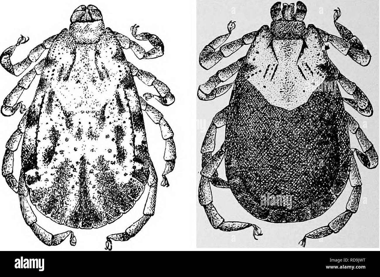 . Animal parasites and human disease. Medical parasitology; Insects as carriers of disease. 362 TICKS which requires two different hosts to complete the life cycle. The six-legged larvae (Fig. 157B), of which there are about 5000 in a brood, attach themselves to any of the rodents which abound. Fig. 156. Spotted fever tick, Dermacentor venustus, male (J) and female (9 )• X 12.. Please note that these images are extracted from scanned page images that may have been digitally enhanced for readability - coloration and appearance of these illustrations may not perfectly resemble the original work. Stock Photo
