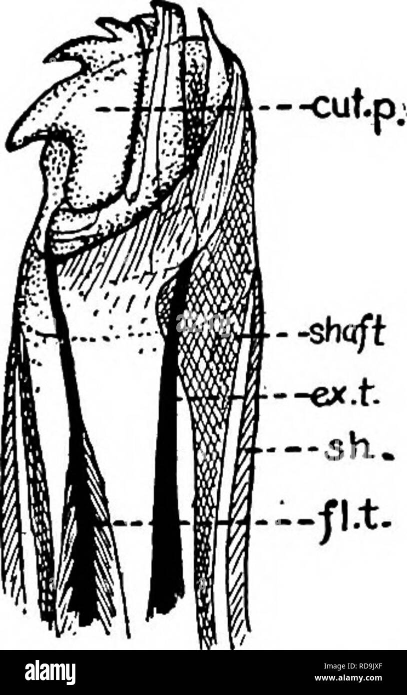 . Animal parasites and human disease. Medical parasitology; Insects as carriers of disease. Fig. 150. Head or capitulum of tick; hyp., hypostome; chel., chelicera; pal., palpus; has. p., basal piece. (Partly after Banks.). Fig. 151. Tip of chelicera of a tick, much enlarged; cut. p., articulated cutting part; shaft, shaft; sh., sheath; fl. t., tendon of flexor muscle; ex. t., tendon of extensor muscle. (After Nuttall, Cooper and Robinson.). Please note that these images are extracted from scanned page images that may have been digitally enhanced for readability - coloration and appearance of t Stock Photo