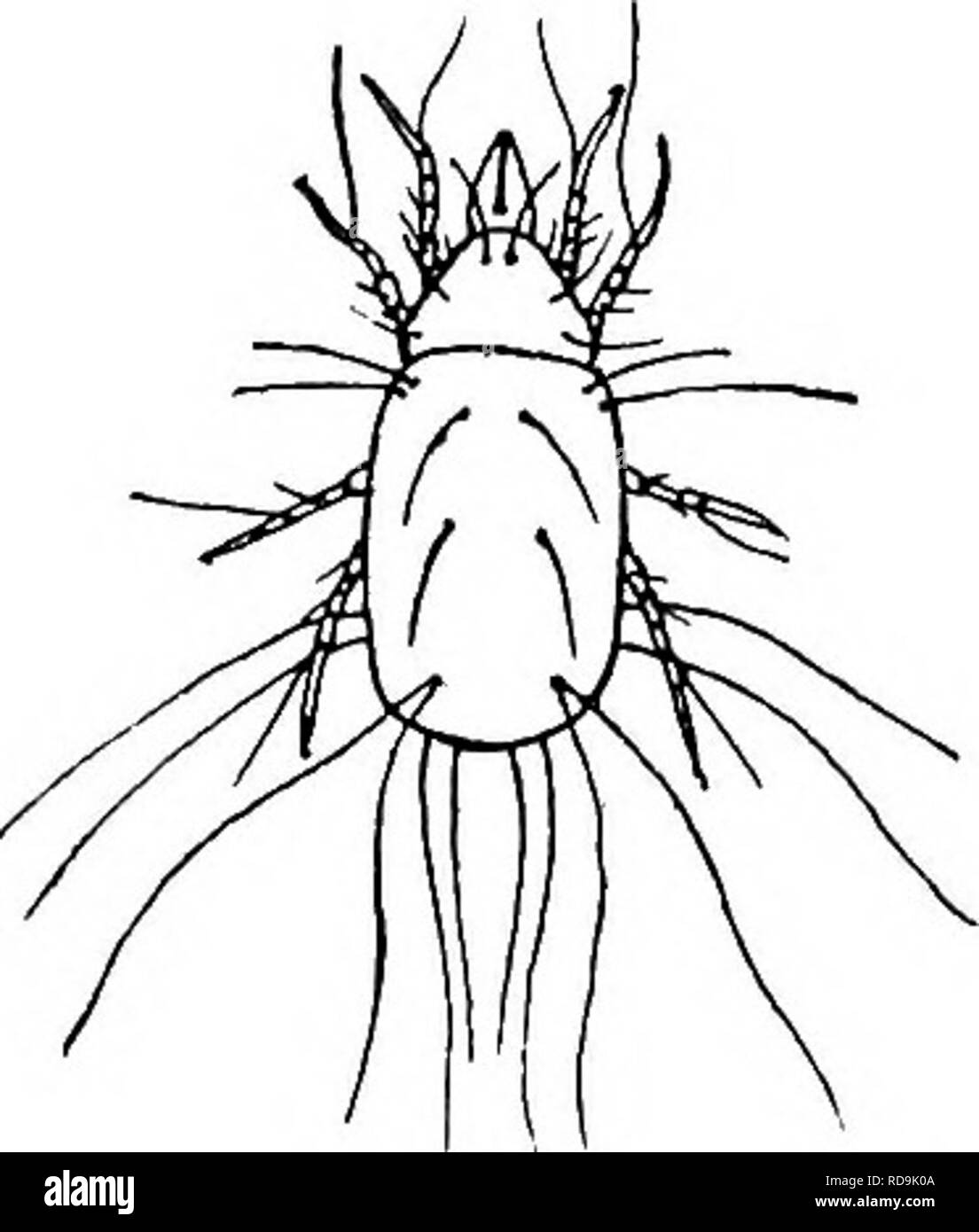Grain mites Black and White Stock Photos & Images Alamy