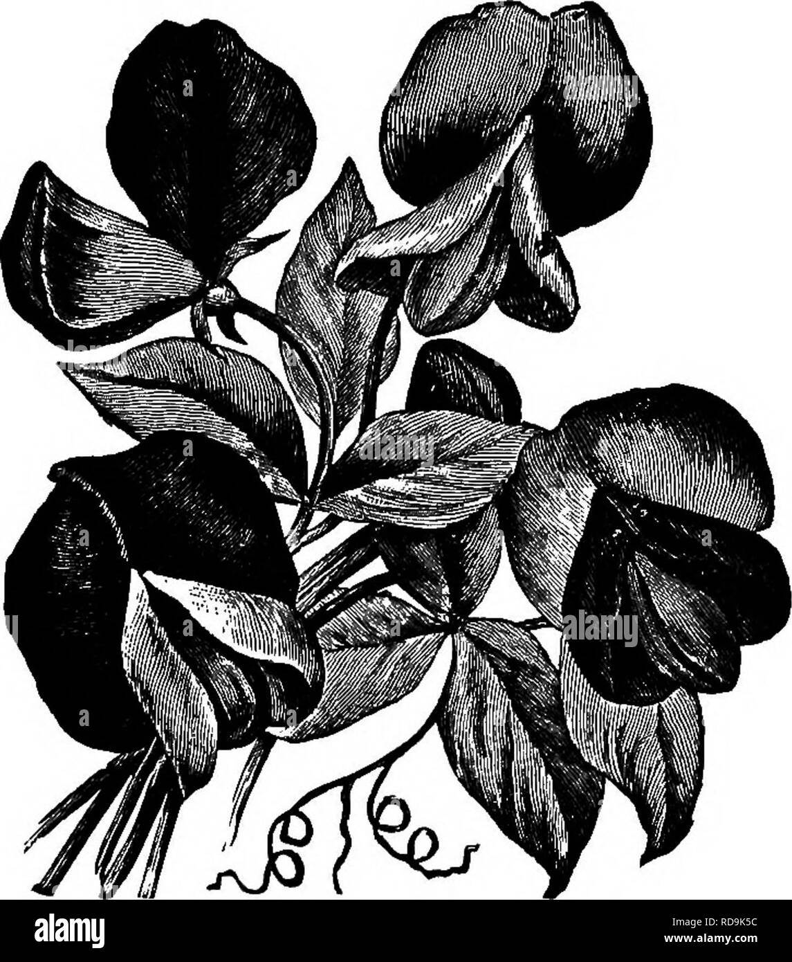 . Henderson's Handbook of plants and general horticulture. Gardening; Botany. LAYIA ELEGANS. LATBTBUS OPOKATUS (BWEET FKAS).. Please note that these images are extracted from scanned page images that may have been digitally enhanced for readability - coloration and appearance of these illustrations may not perfectly resemble the original work.. Henderson, Peter, 1822-1890. New York, P. Henderson &amp; Co. Stock Photo
