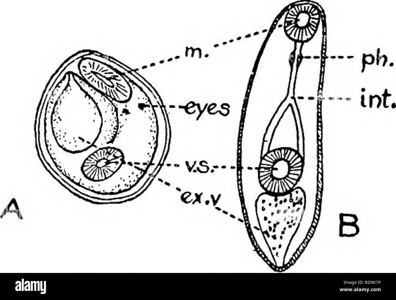 . Animal parasites and human disease. Medical parasitology; Insects as carriers of disease. Fig. 76. Egg and ciliated em- Little is known of the life history of any species except the Chinese fluke, C. sinensis. The eggs (Fig. 76A) are of charac- teristic shape, and hatch in water into miracidia (Fig. 76B). The encysted cercarise of this fluke (Fig. 77A) have been found in the subcutaneous tissues and muscles of 12 different species of fresh-water fish. The cysts, which are very small, measuring only about 0.14 by 0.10 mm. {j^-^ by if^(T of an inch), are usually more abundant in the superfi- c Stock Photo