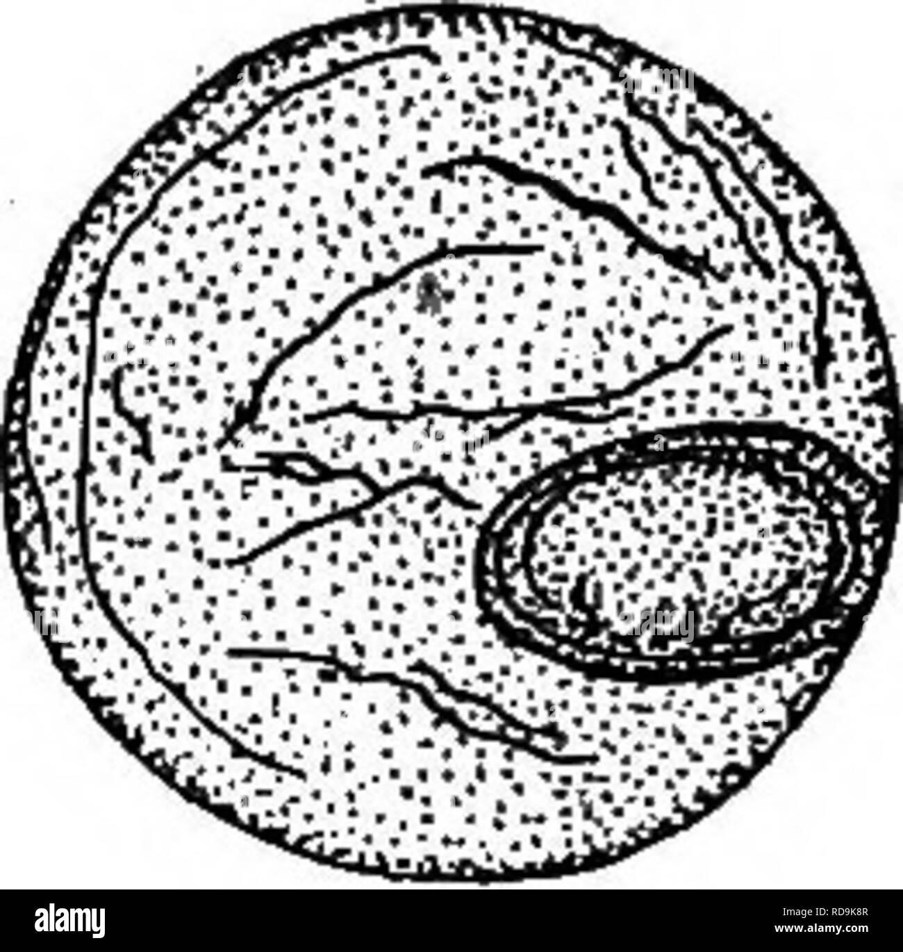 . The dog as a carrier of parasites and diseases. Dogs as carriers of disease; Dogs. 32 CIRCULAR 338, U. S. CtePT. OF AGRICULTURE Figure 31.—The tongueworm, Linguatula serrata. Upper figure, entire animal. Lower left-hand figure, head. Lower right-band figure, female tail, showing uterovagina (dotted) and intestine. Enlarged. From Sambon, 1922. Treatment.—There is no satisfactory treatment for salmon poison- ing; all drugs tried for the removal of the flukes have proved to be ineffective. It is reported that the disease may be prevented by the use of apomorphine within a few hoiu-s after dogs  Stock Photo